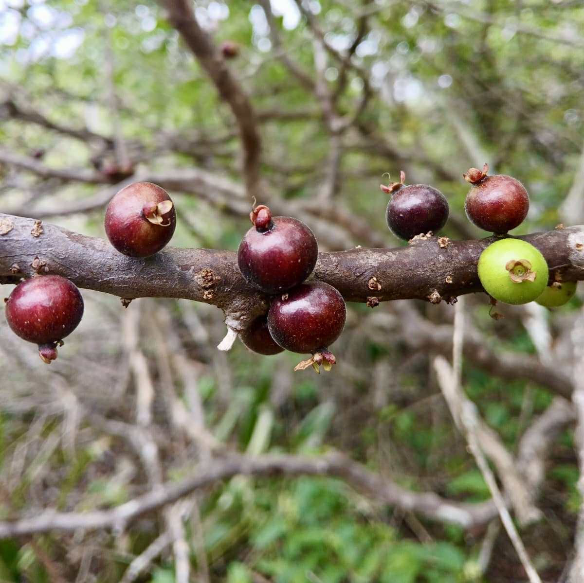 Jaboticaba de RAMA (Plinia sp) -  1 fresh seed / 1 frischer Samen