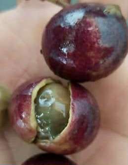 Myrcia sp ultra big - 1 fresh seed / 1 frischer Samen Myrcia sp ultra big - 1 fresh seed / 1 frischer Samen