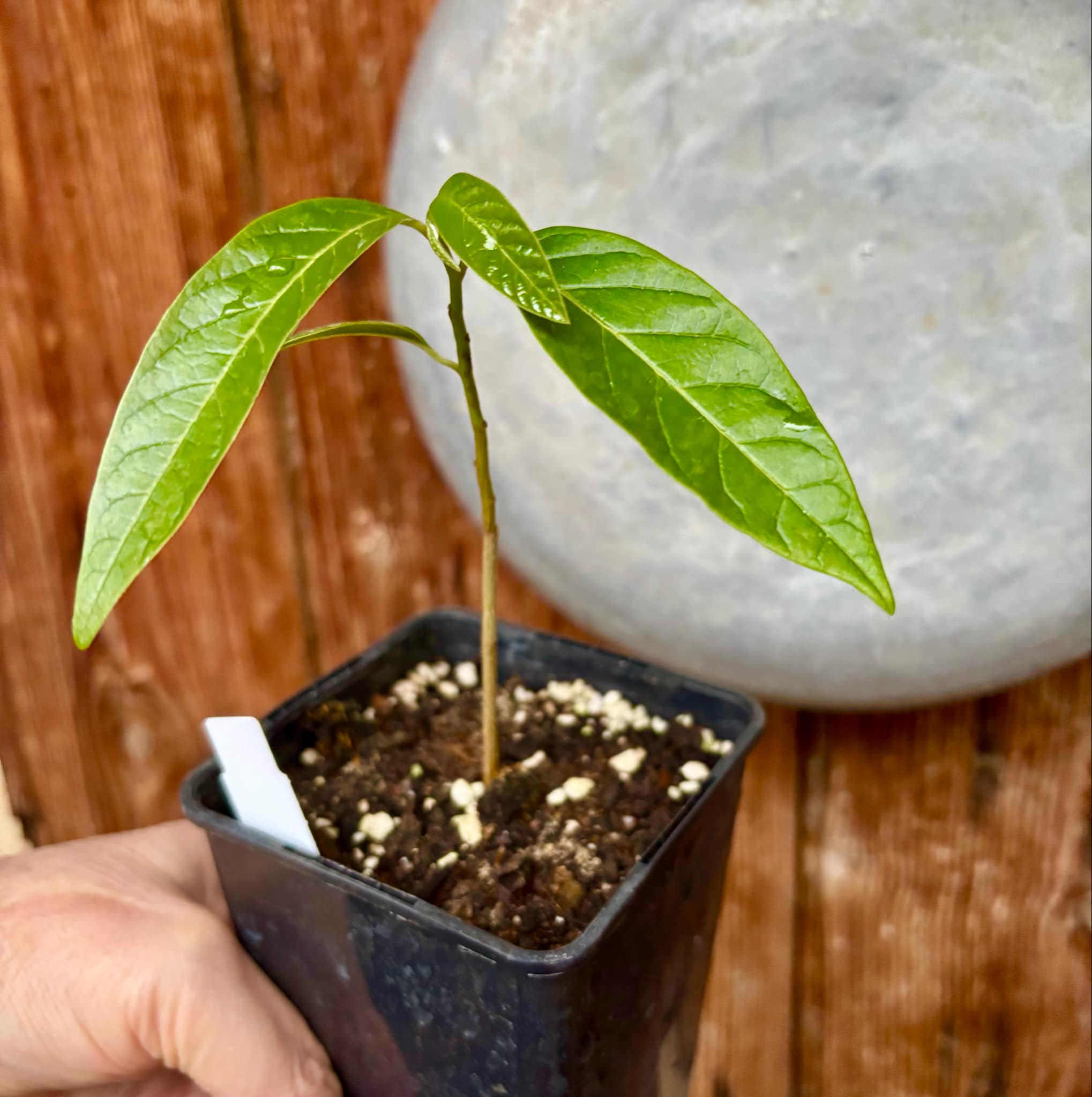 Annona squamosa - 1 potted seedling / 1 getopfter Sämling