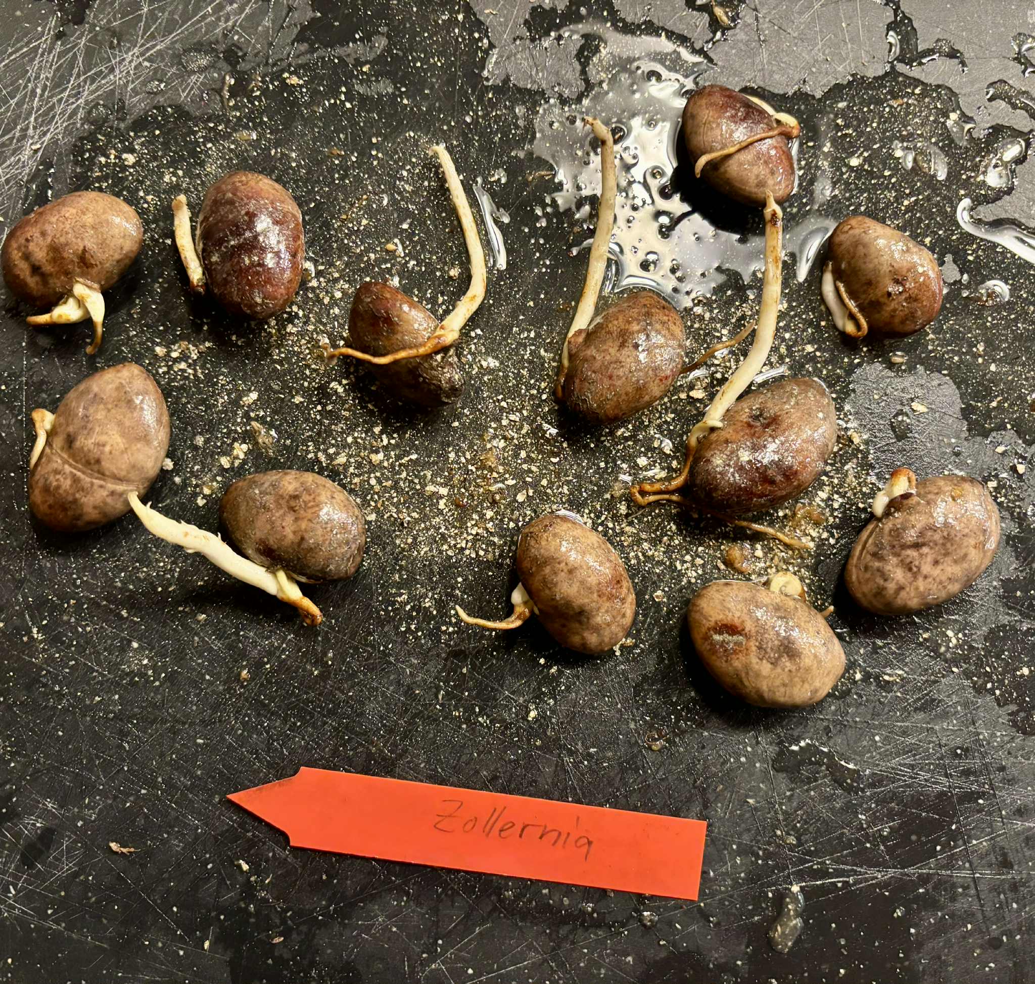 Zollernia ilicifolia - 1 germinated seed / 1 gekeimter Samen