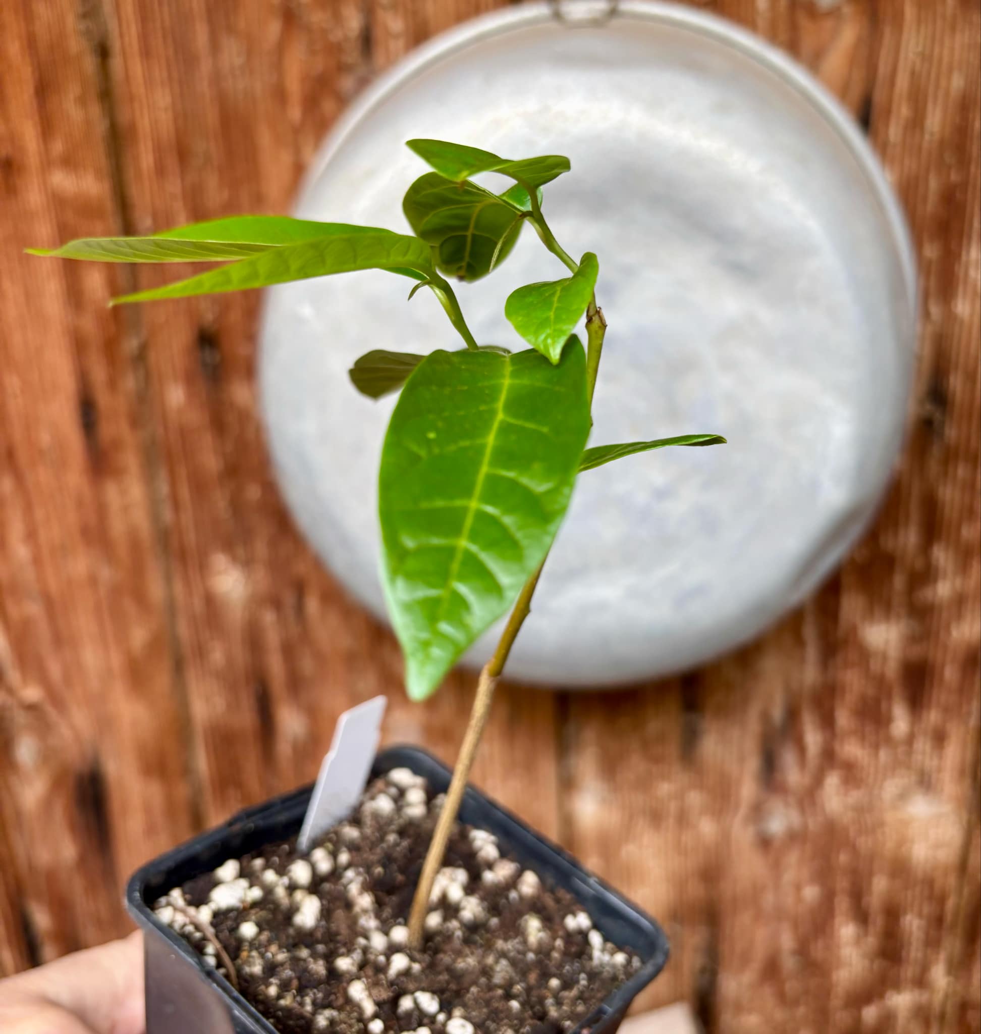 Annona reticulata big pink-red variety - 1 potted plant / 1 getopfte Pflanze