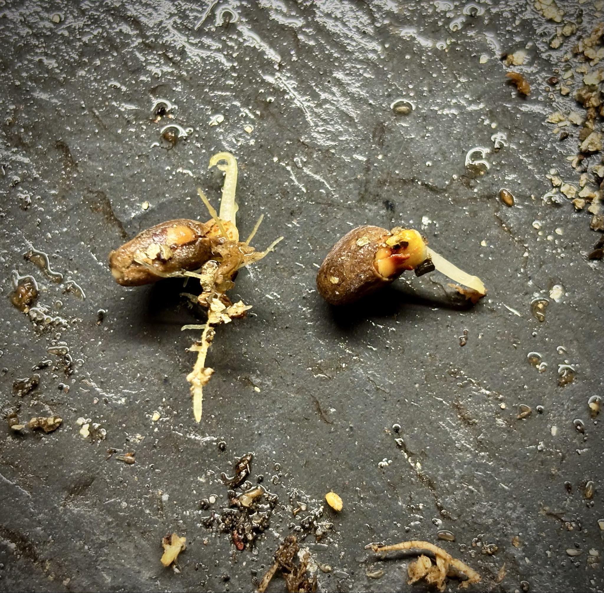 Nam-Chuo-Um-Bo-Luo (Artocarpus nanchuanensis)  -  1 germinated seed / 1 gekeimter Samen