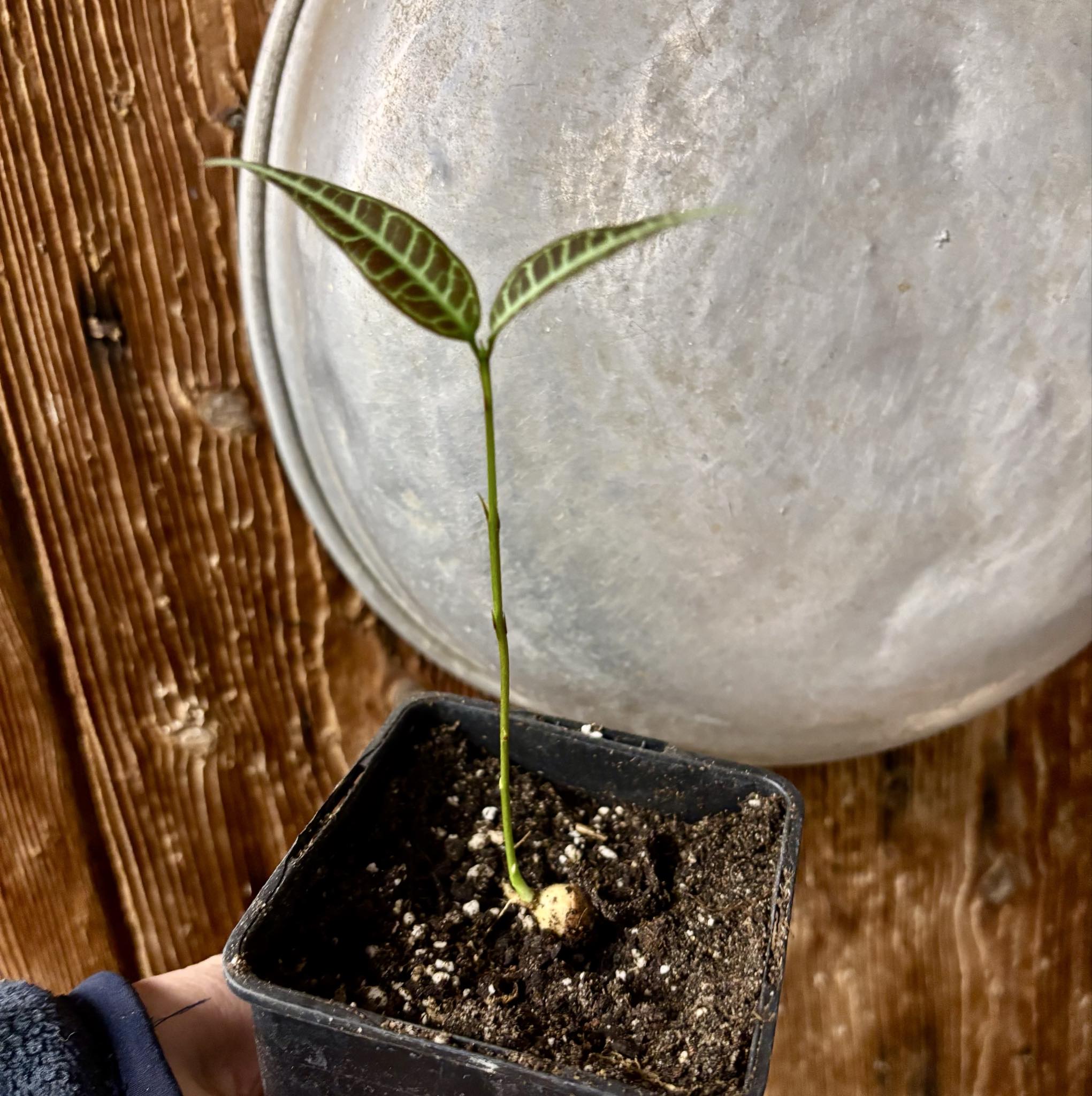 Eugenia sp Labisia -  1 potted seedling / 1 getopfter Sämling