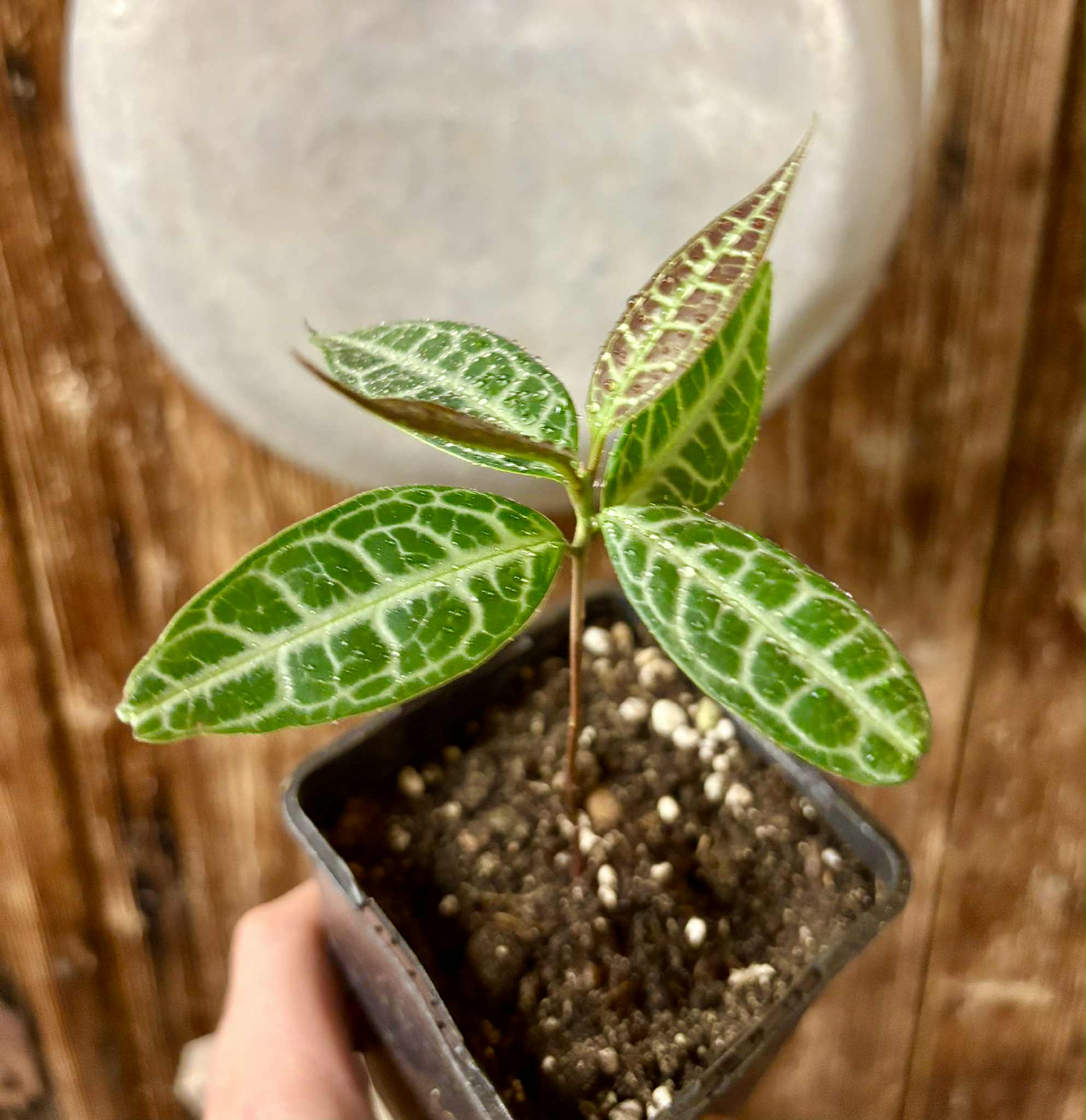 Eugenia sp Labisia -  1 potted seedling / 1 getopfter Sämling