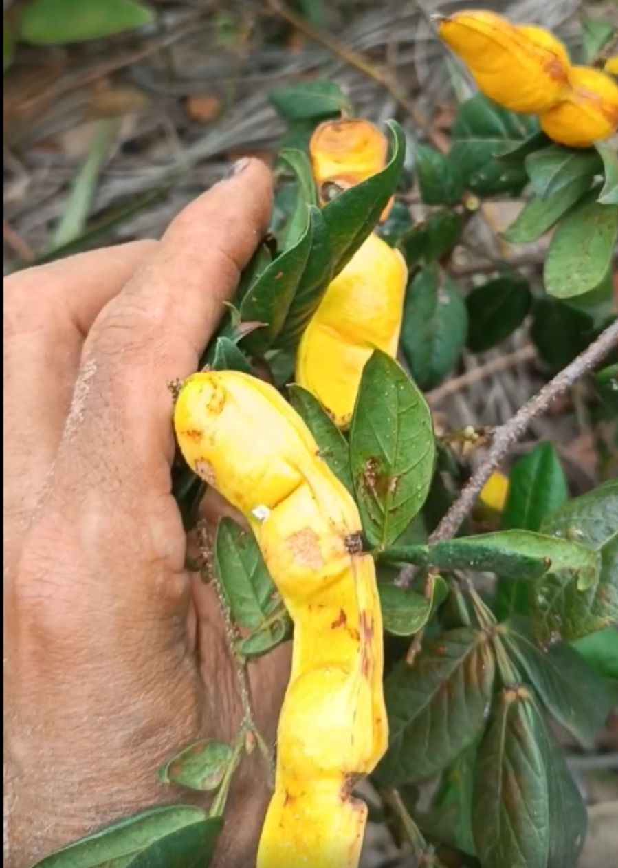Inga sp Pequena -  1 potted plant / 1 getopfte Pflanze