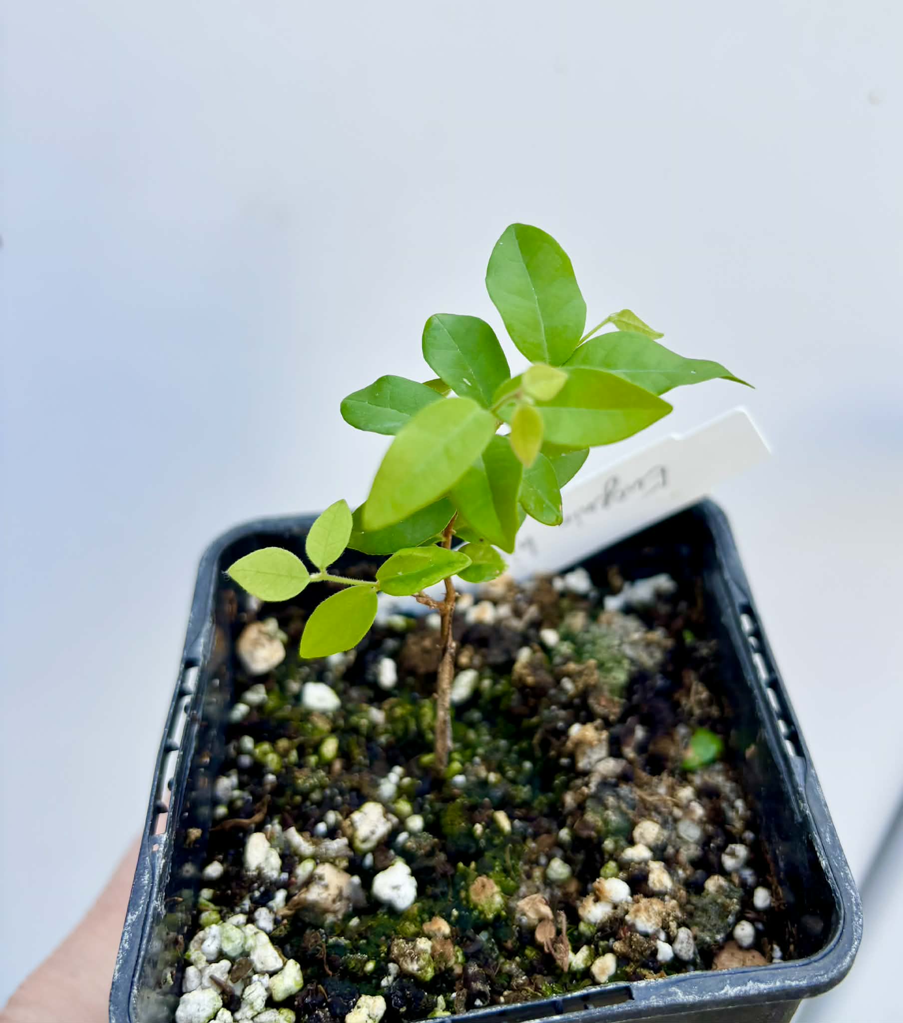 Eugenia hirta - 1 potted seedling/ 1 getopfter Sämling