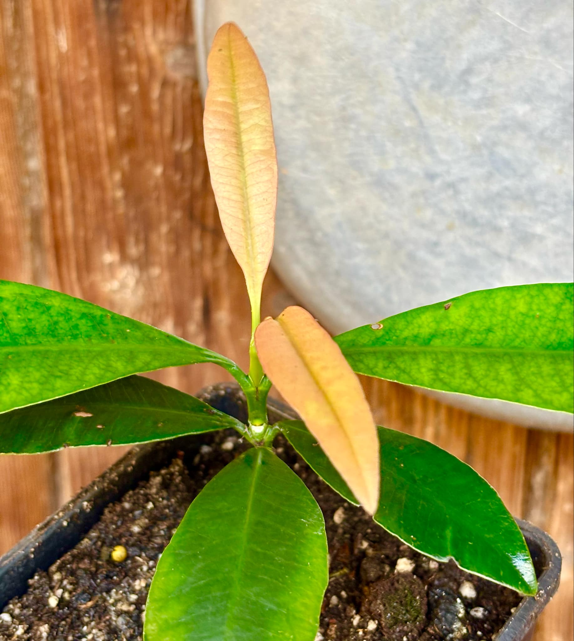 Garcinia sp. Luc's Garcinia - Garcinia sp Mexico - 1 potted plant / 1 getopfte Pflanze