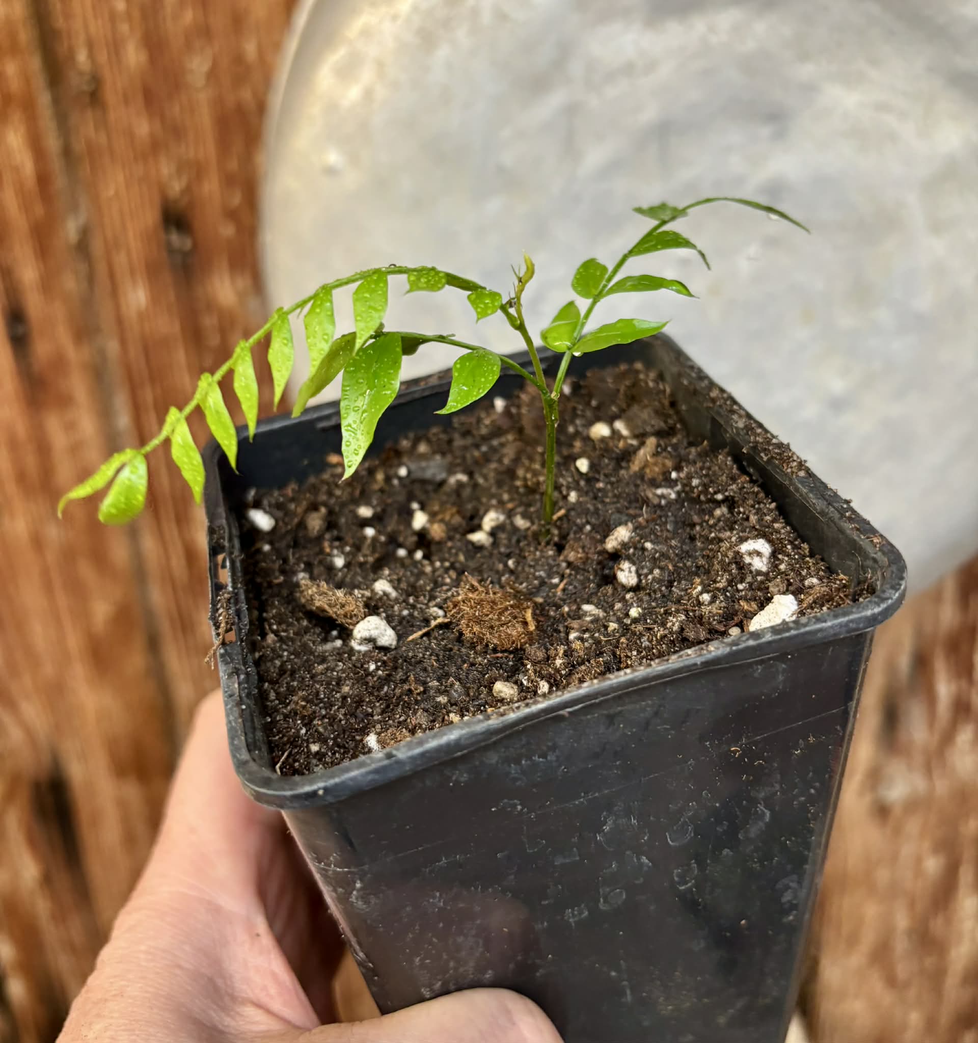 Inga aff. Pedunculata  - 1 potted seedling / 1 getopfter Sämling