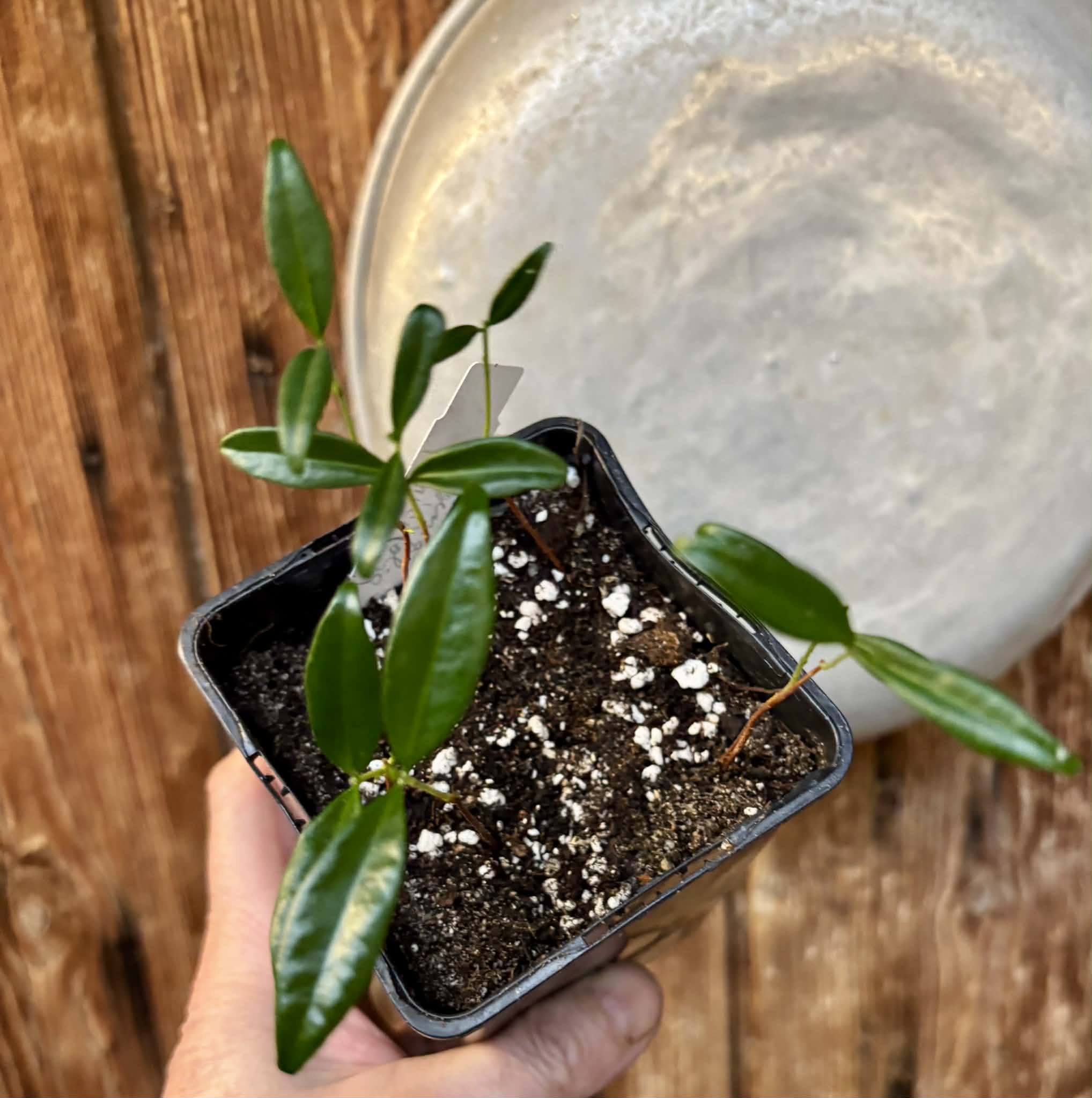 6 in 1 pot - Eugenia punicifolia - 6 seedlings in one pot / 6 Sämlinge in einem Topf