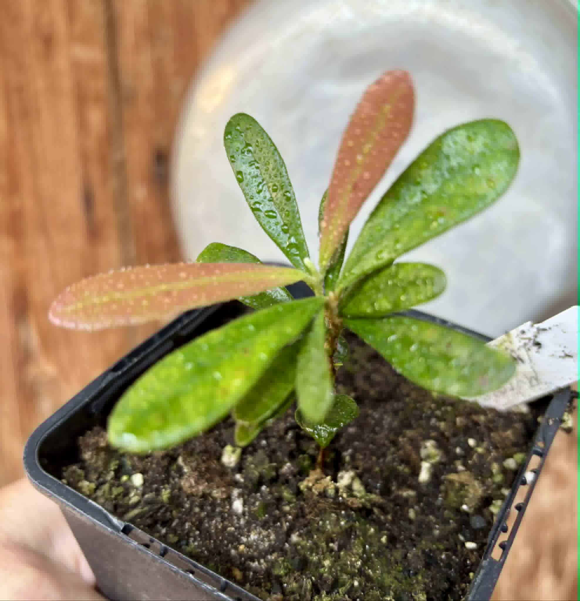 Myrcia luschnathiana -  1 potted seedling / 1 getopfter Sämling