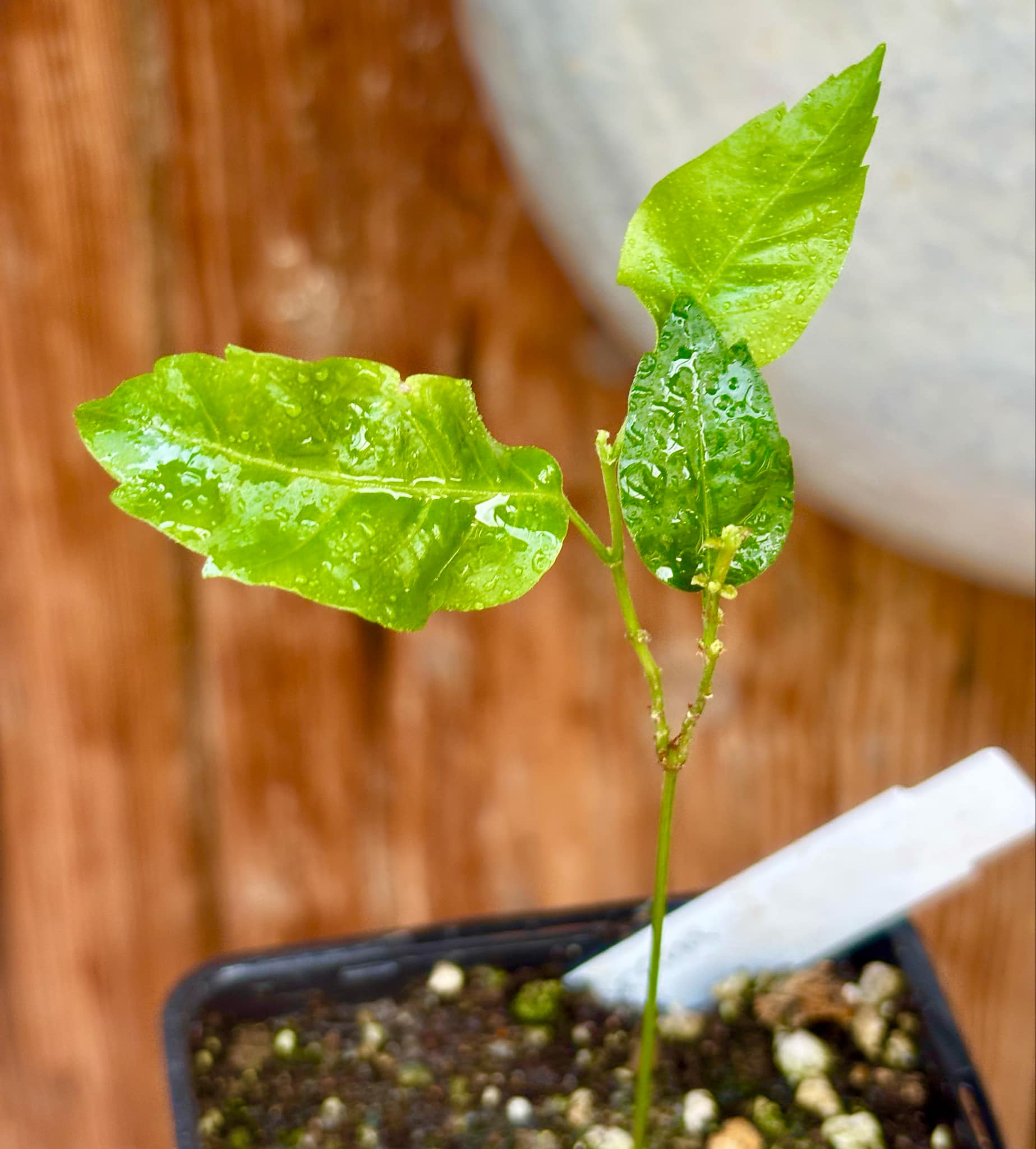 Guaraná (Paullinia cupana) - 1 small potted seedling / 1 kleiner, getopfter Sämling 