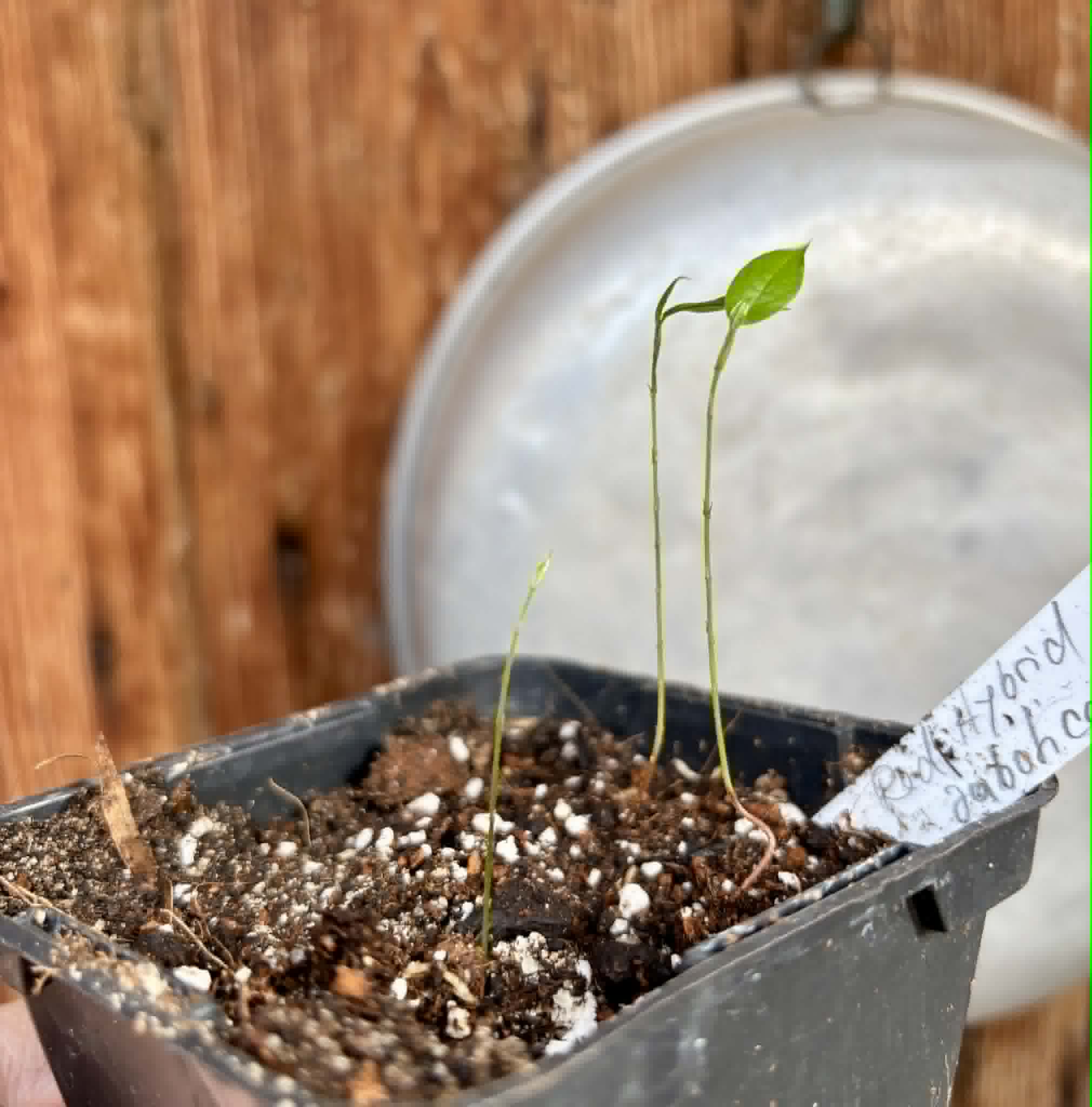 3 in 1 pot - Red Hybrid Jaboticaba (Plinia cauliflora x aureana) - 3 seedlings in one pot / 3 Sämlinge in einem Topf