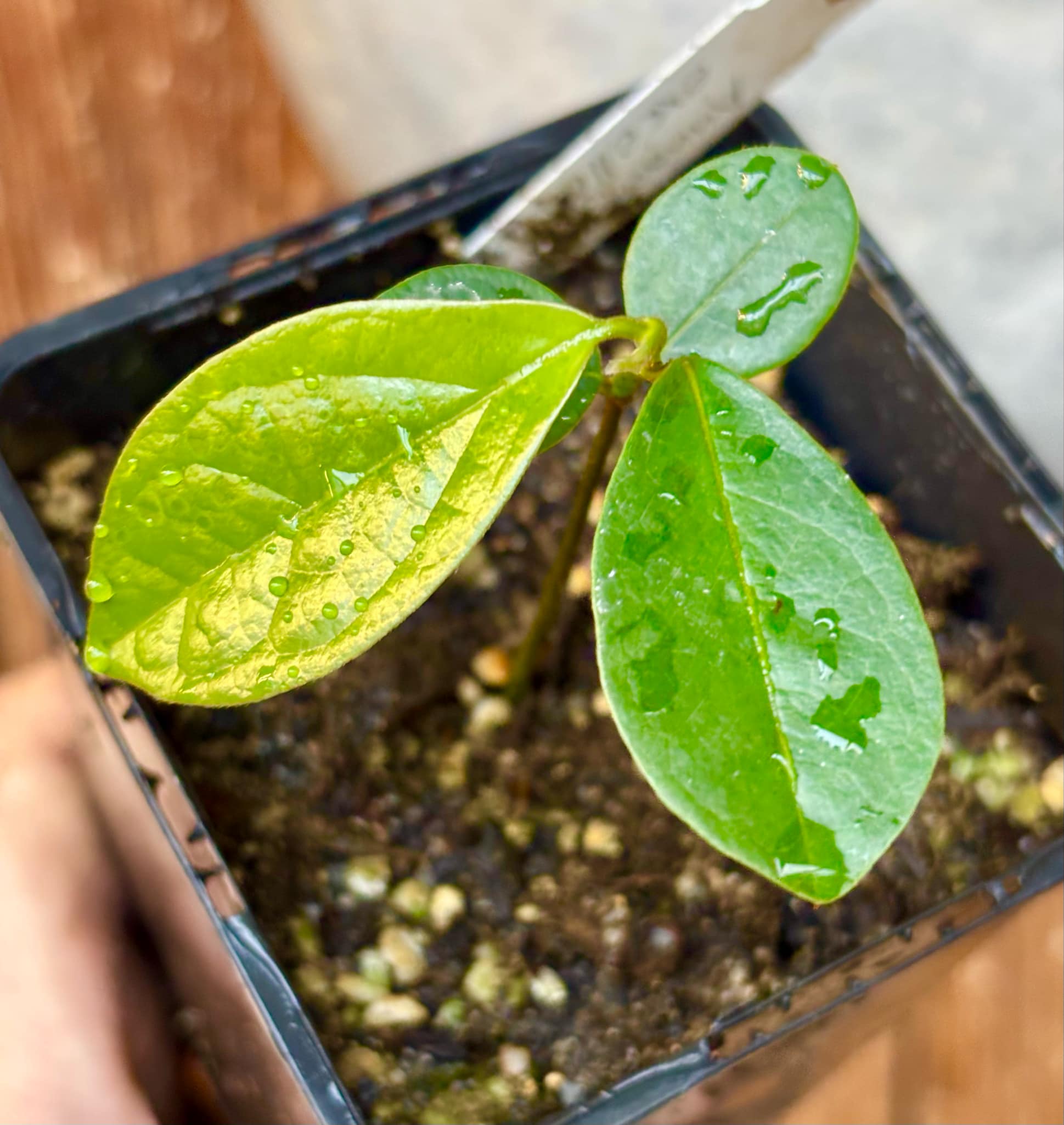 Annona aff excellens - 1 potted seedling / 1 getopfter Sämling