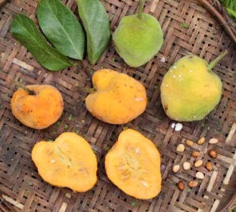 Nam-Chuo-Um-Bo-Luo (Artocarpus nanchuanensis)  -  1 fresh seed / 1 frischer Samen