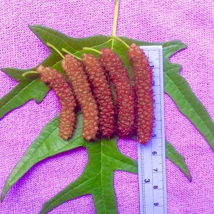 Pre Order - Chicken Claw (Morus trilobata) - 1 grafted, potted plant / 1 veredelte, getopfte Pflanze