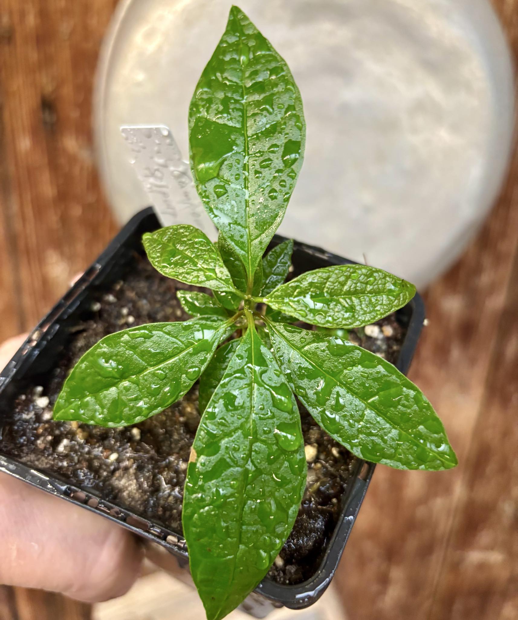 Campomanesia sp purple -  1 small potted seedling / 1 kleiner, getopfter Sämling Campomanesia sp purple -  1 small potted seedling / 1 kleiner, getopfter Sämling