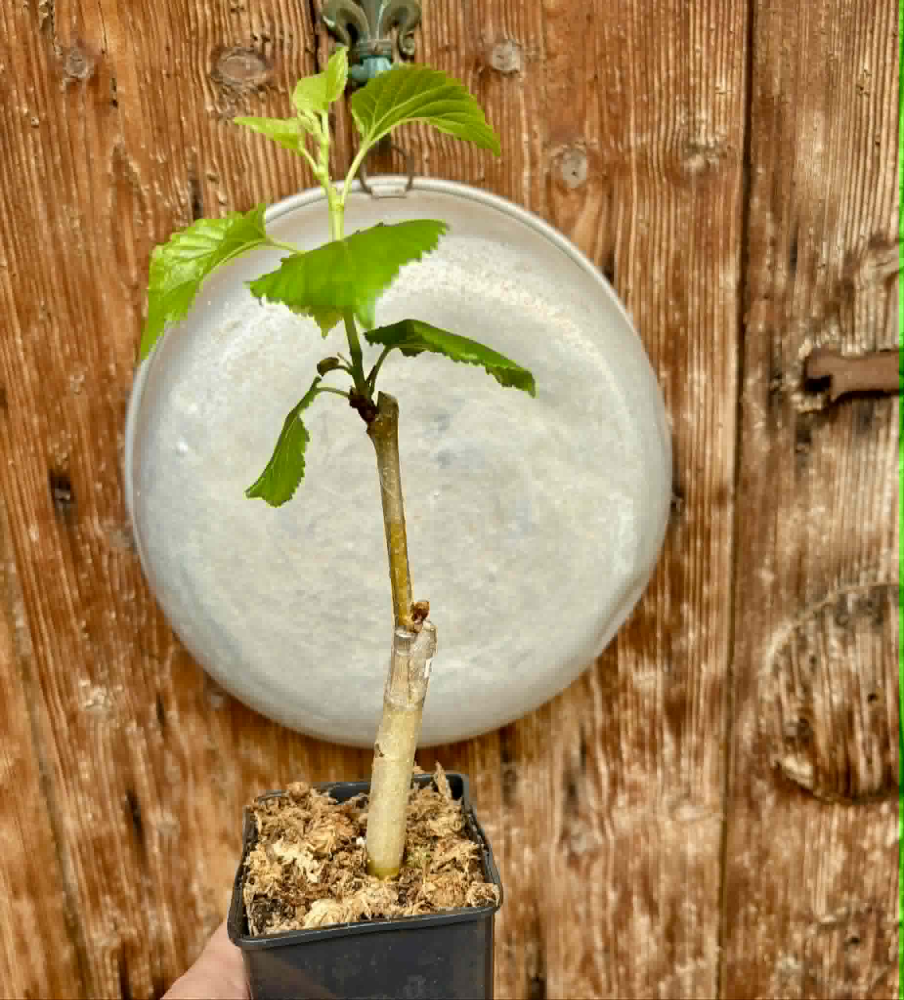 Muang N2 (Morus alba Hybrid 'Muang N2') - 1 grafted, potted plant / 1 veredelte, getopfte Pflanze