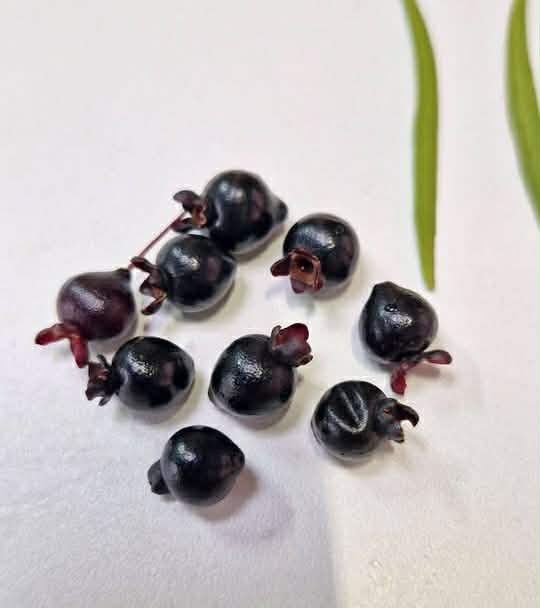 Eugenia salicifolia  - 1 fresh seed / 1 frischer Samen