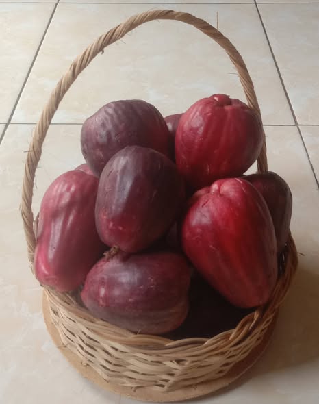 Jambu Bol Jamaika (Syzygium malaccense) - 1 germinated seed / 1 gekeimter Samen