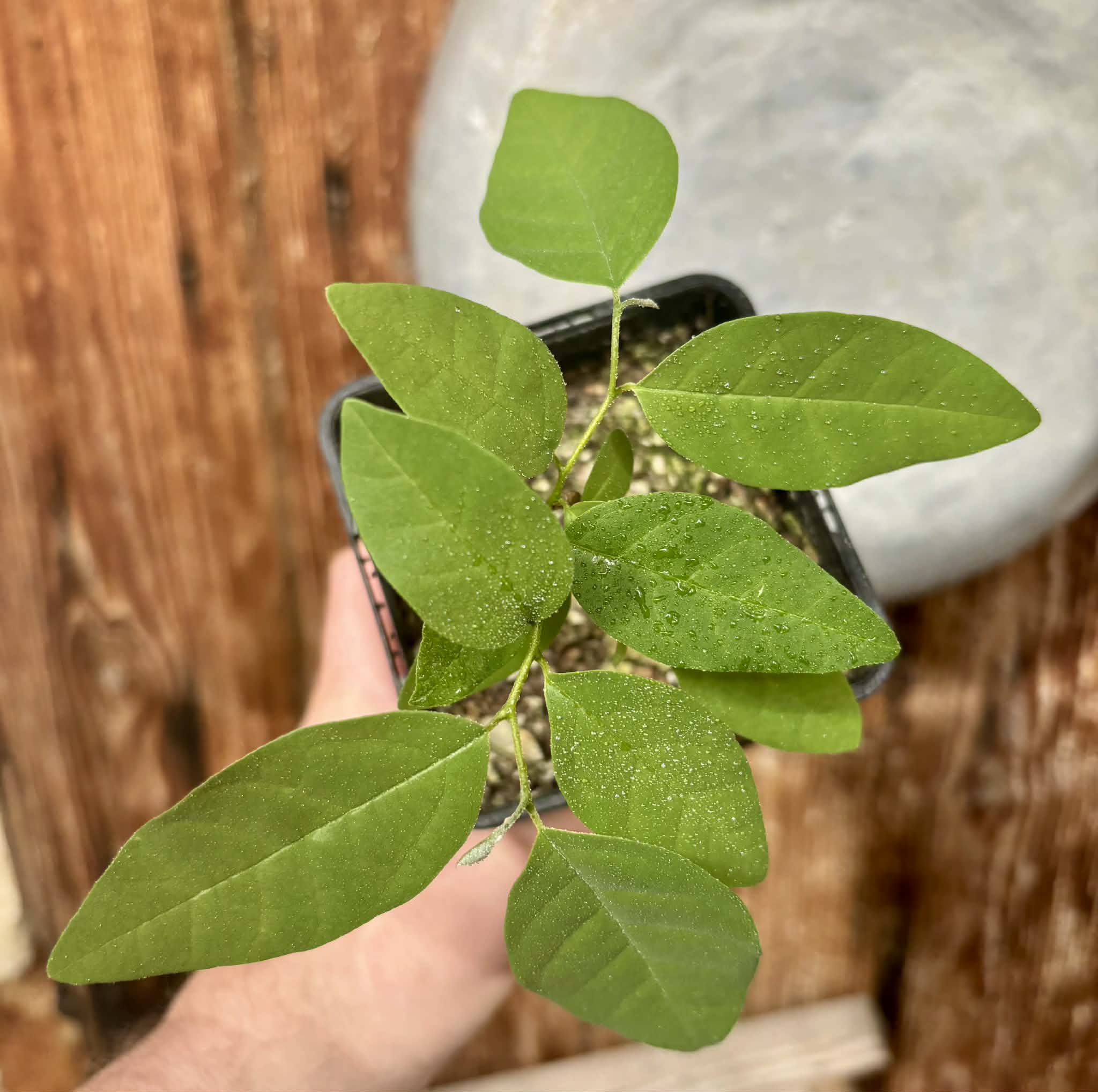 Annona emarginata - 1 potted plant / 1 getopfte Pflanze