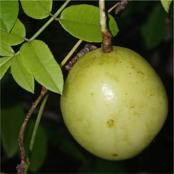 Pre Order - Umbu (Spondias tuberosa) -  1 fresh seed / 1 frischer Samen