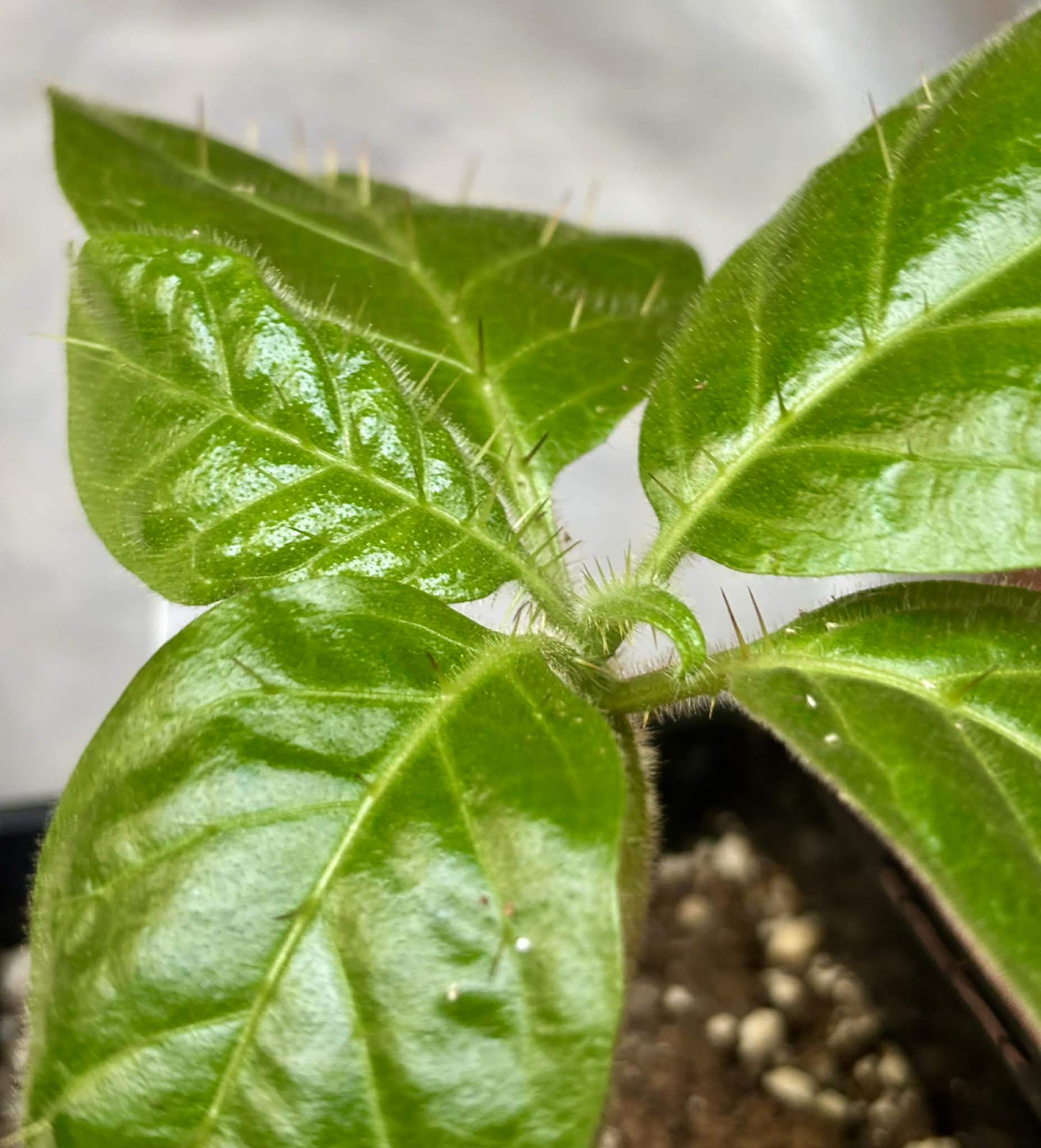 Solanum rumpincola - 1 small potted seedling / 1 kleiner, getopfter Sämling