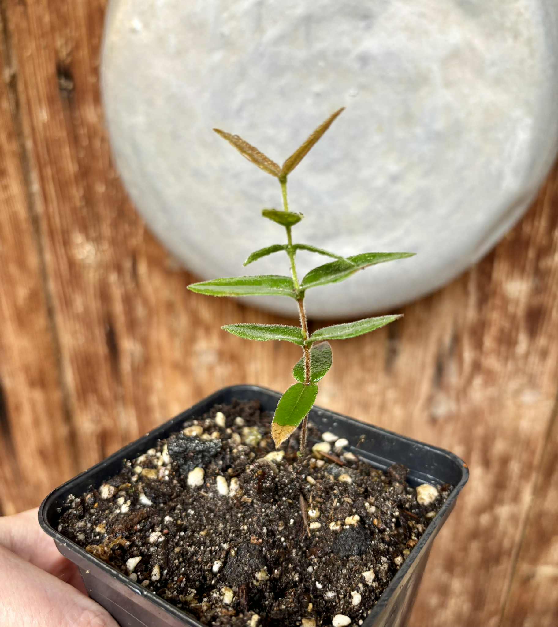 Myrciaria caerulescens (Roxa - Blue Guaquiea) - 1 potted seedling / 1 getopfter Sämling