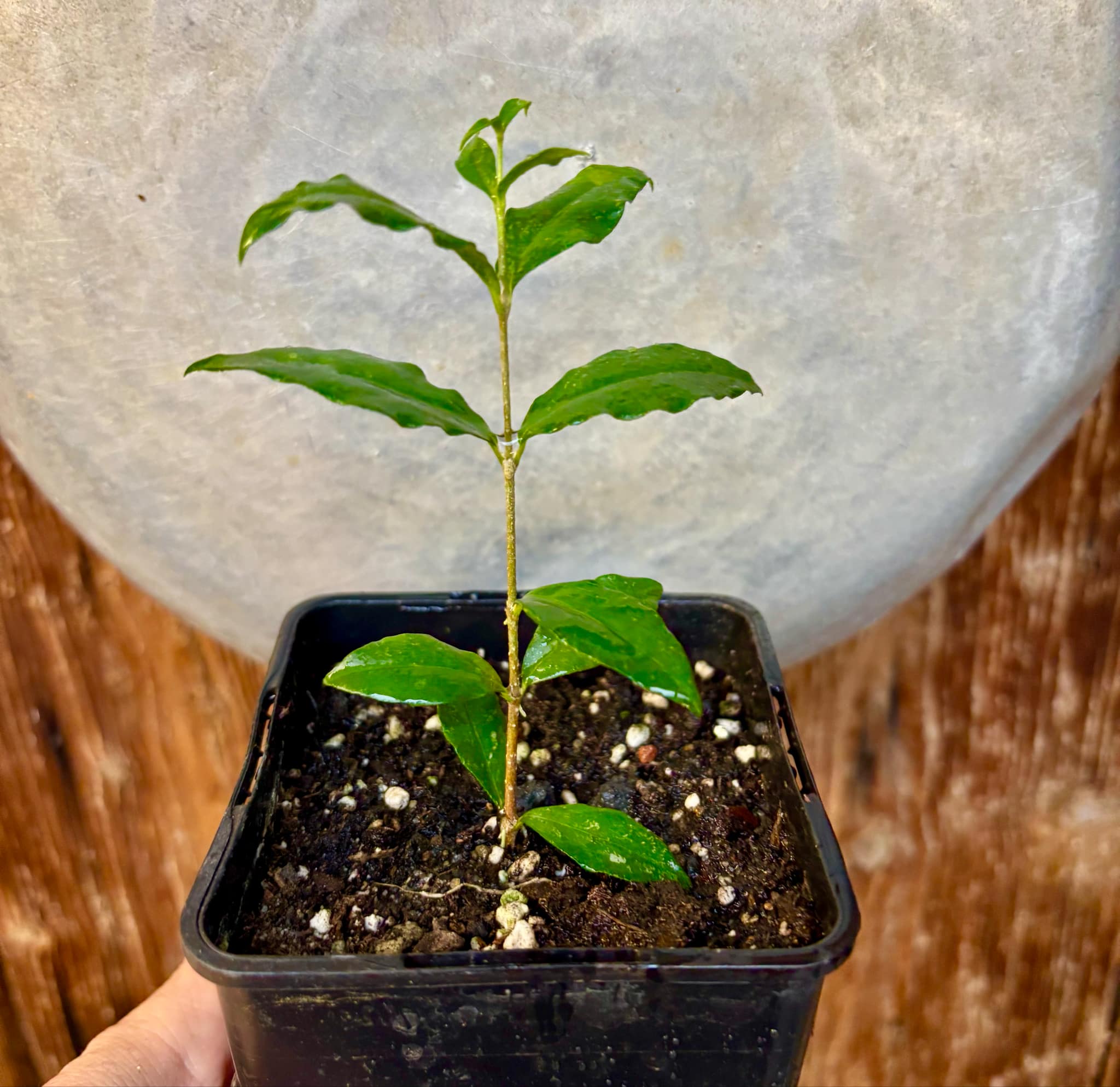 Acerola (Malpighia glabra) Nr. 1 - 1 potted rooted cutting / 1 getopfter, bewurzelter Steckling Acerola (Malpighia glabra) Nr. 1 - 1 potted rooted cutting / 1 getopfter, bewurzelter Steckling