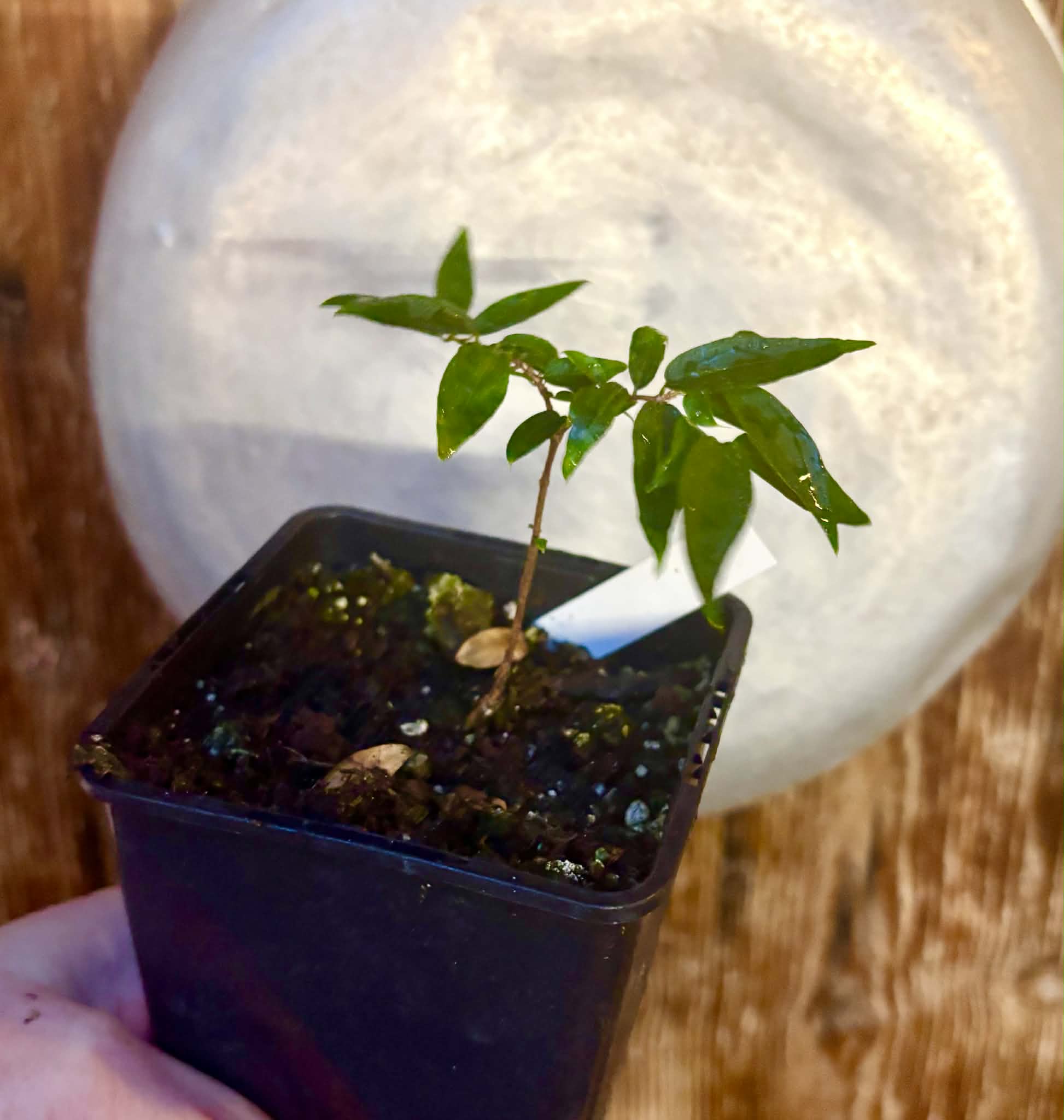 Plinia sp Lagoa black -  1 potted plant / 1 getopfte Pflanze