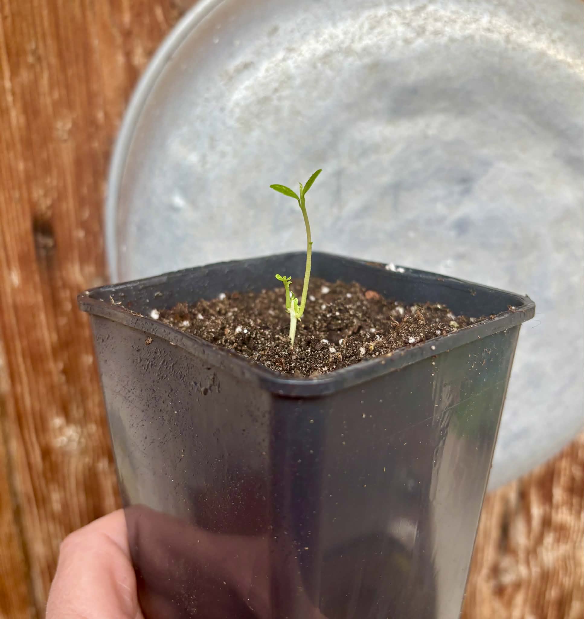 Syzygium cumini var. alba  (White Jambolan) - 1 potted seedling / 1 getopfter Sämling