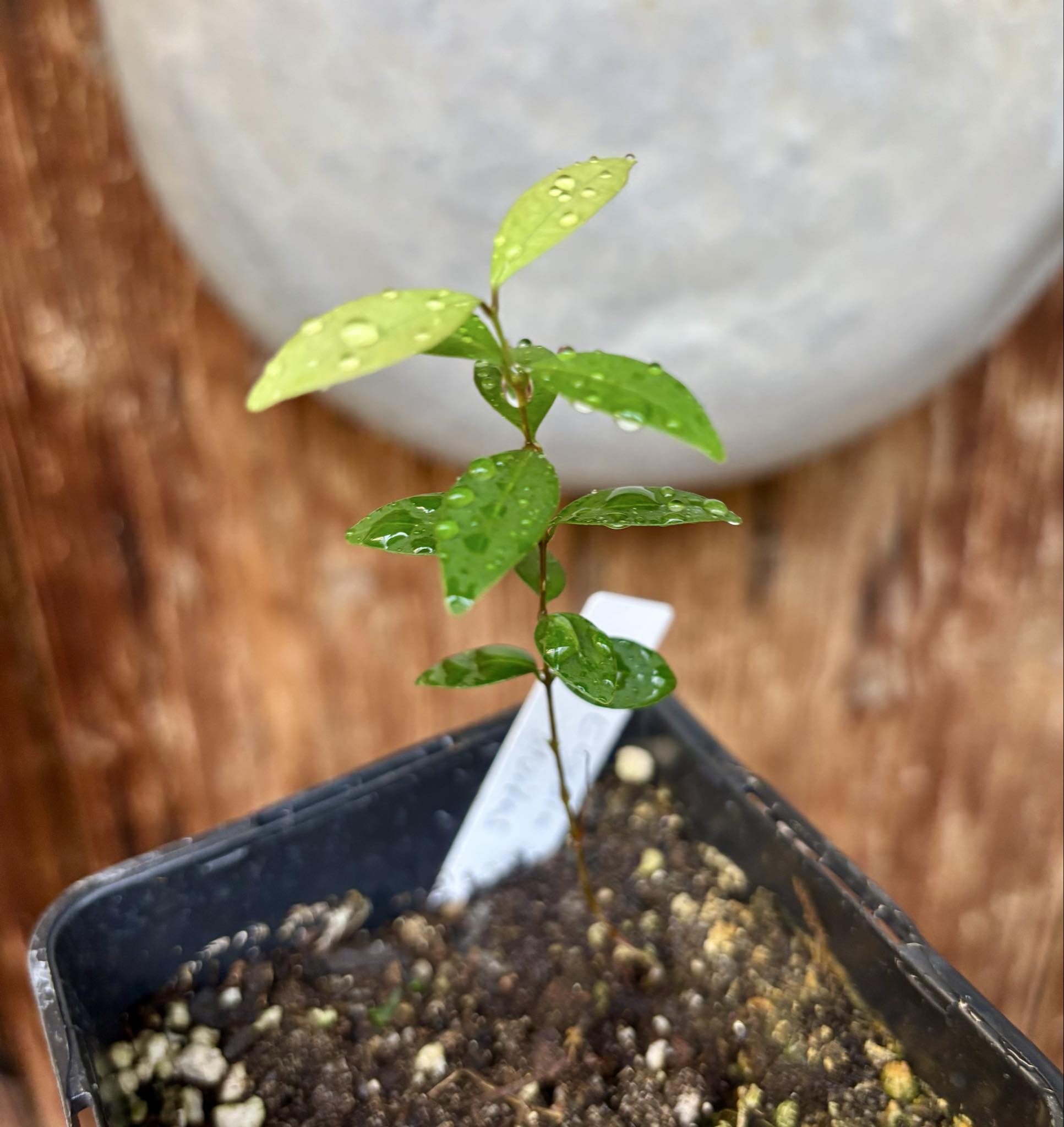 Eugenia sp Uvitas -  1 small potted seedling / 1 kleiner, getopfter Sämling
