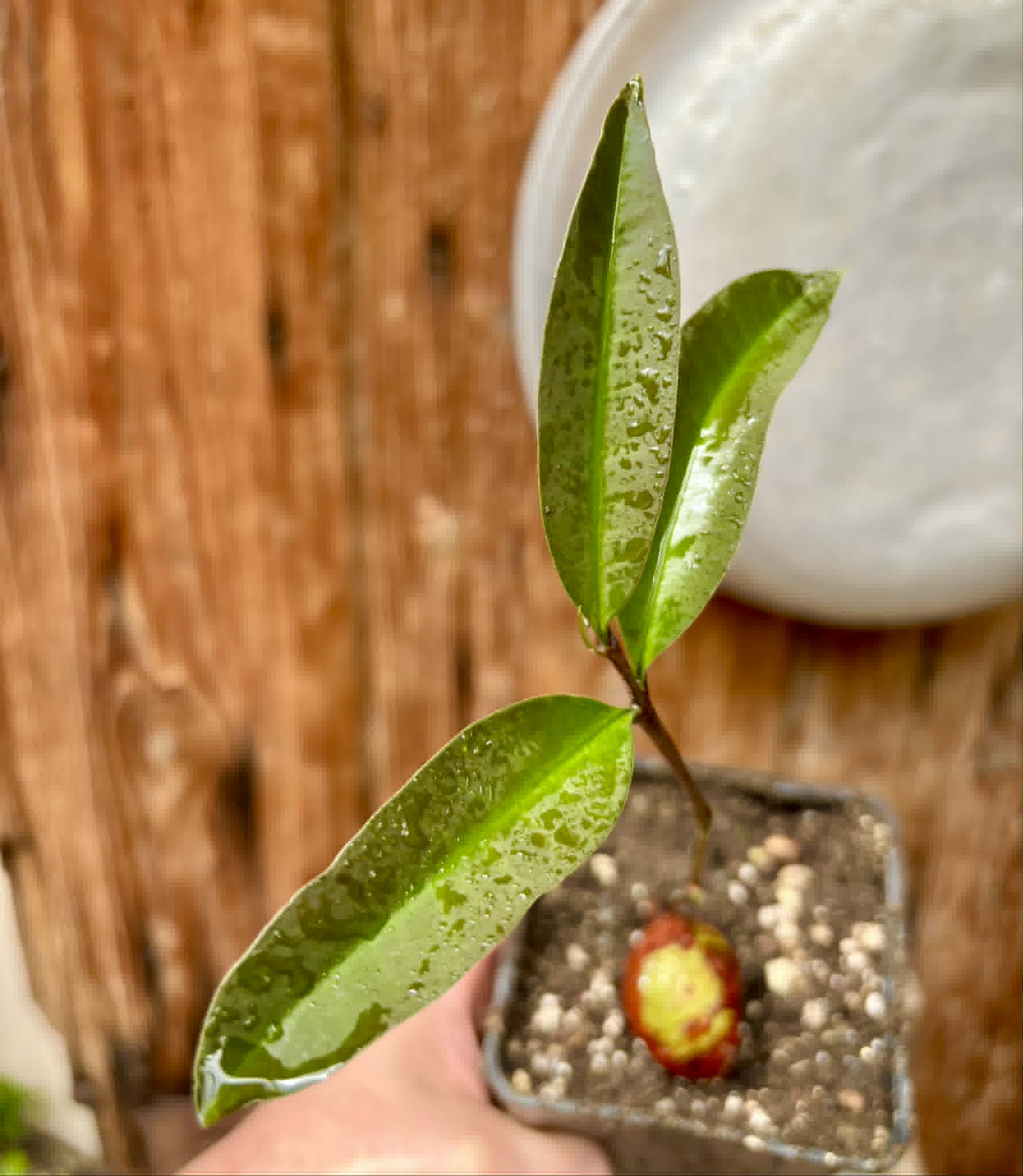 Eugenia sp Maca BIG -  1 potted seedling / 1 getopfter Sämling