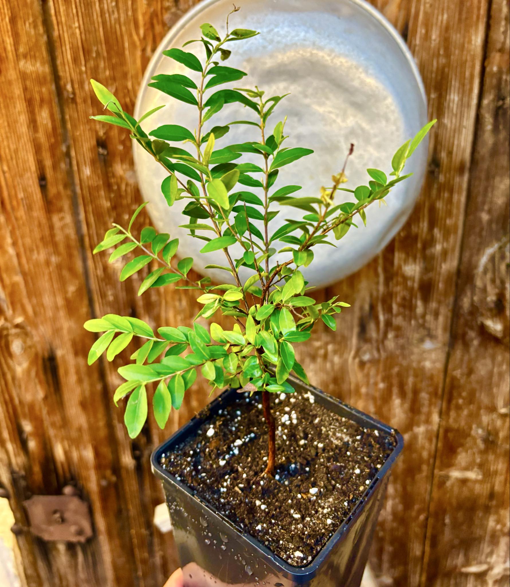 three years old - Uvaia - Eugenia pyriformis -  1 potted plant / 1 getopfte Pflanze