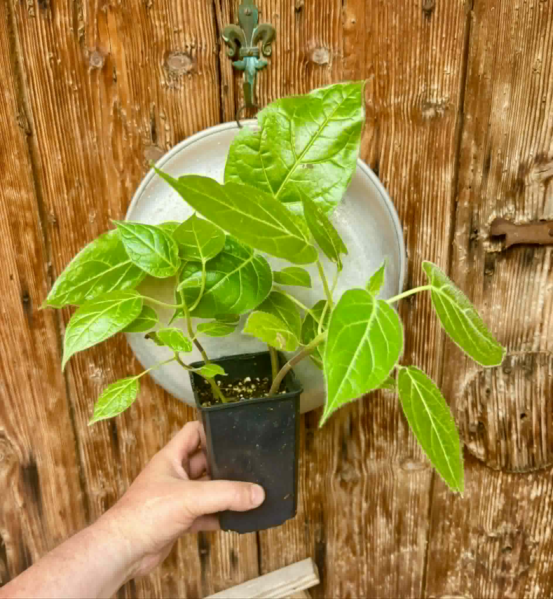 4 in 1 pot - Solanum sibundoyense - 4 seedlings in one pot / 4 Sämlinge in einem Topf
