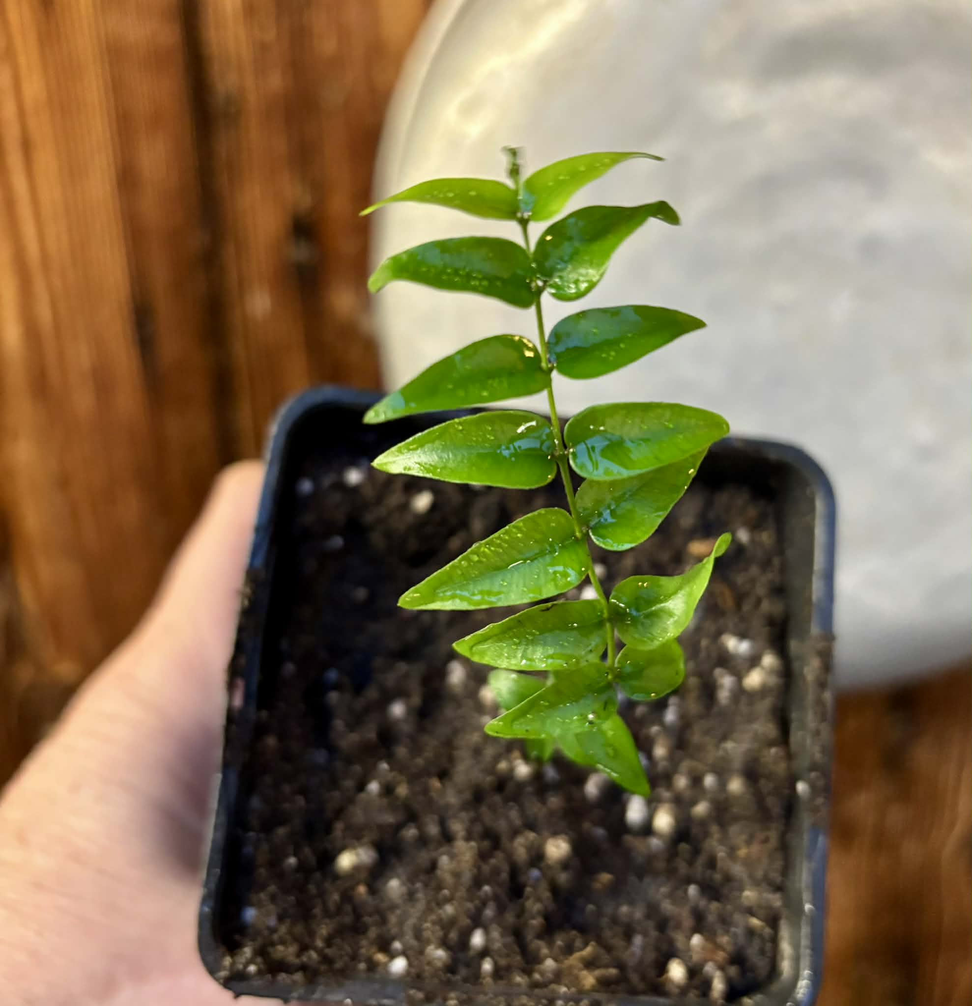 Myrciaria sp Joinville - 1 potted plant / 1 getopfte Pflanze