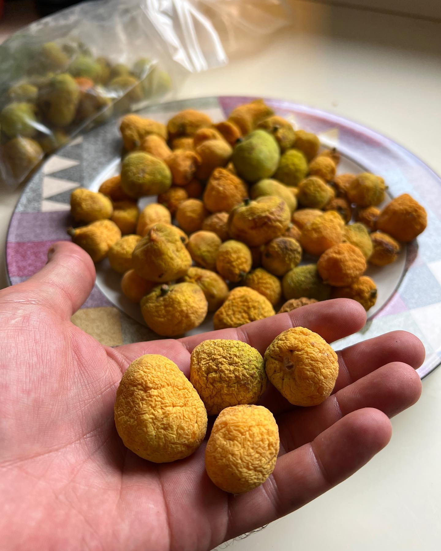 Kwai Muk (Artocarpus hypargyraeus)  -  1 fresh seed / 1 frischer Samen