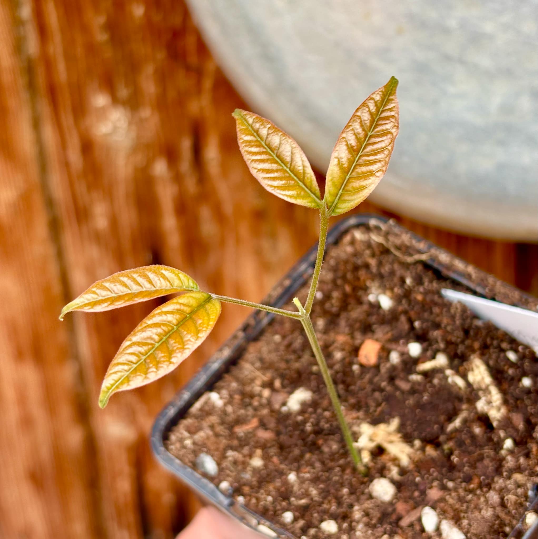 Nephelium lappaceum - Rambutan - 1 small potted seedling / 1 kleiner, getopfter Sämling