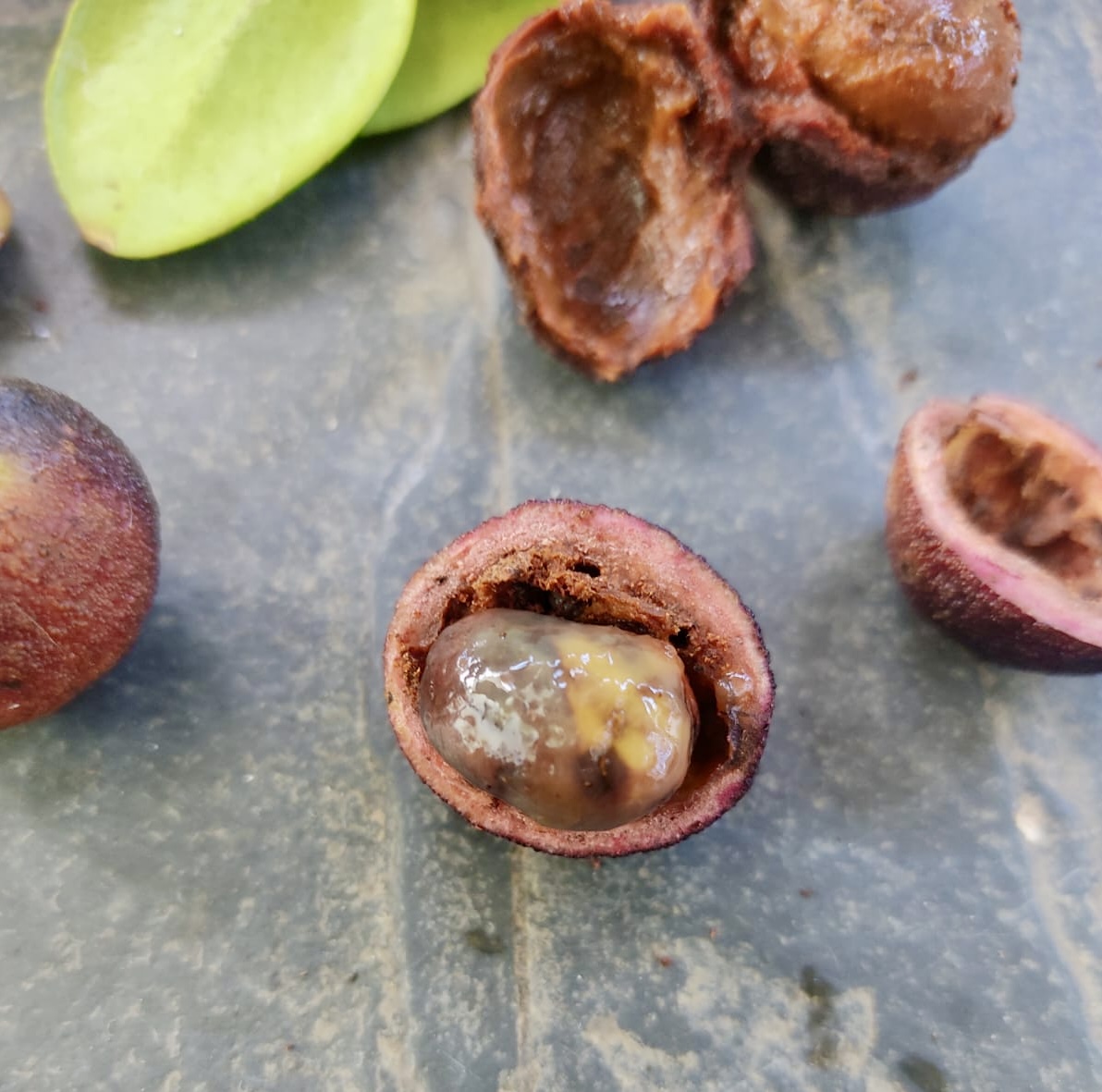 Plinia sp flavonoides -  1 fresh seed / 1 frischer Samen