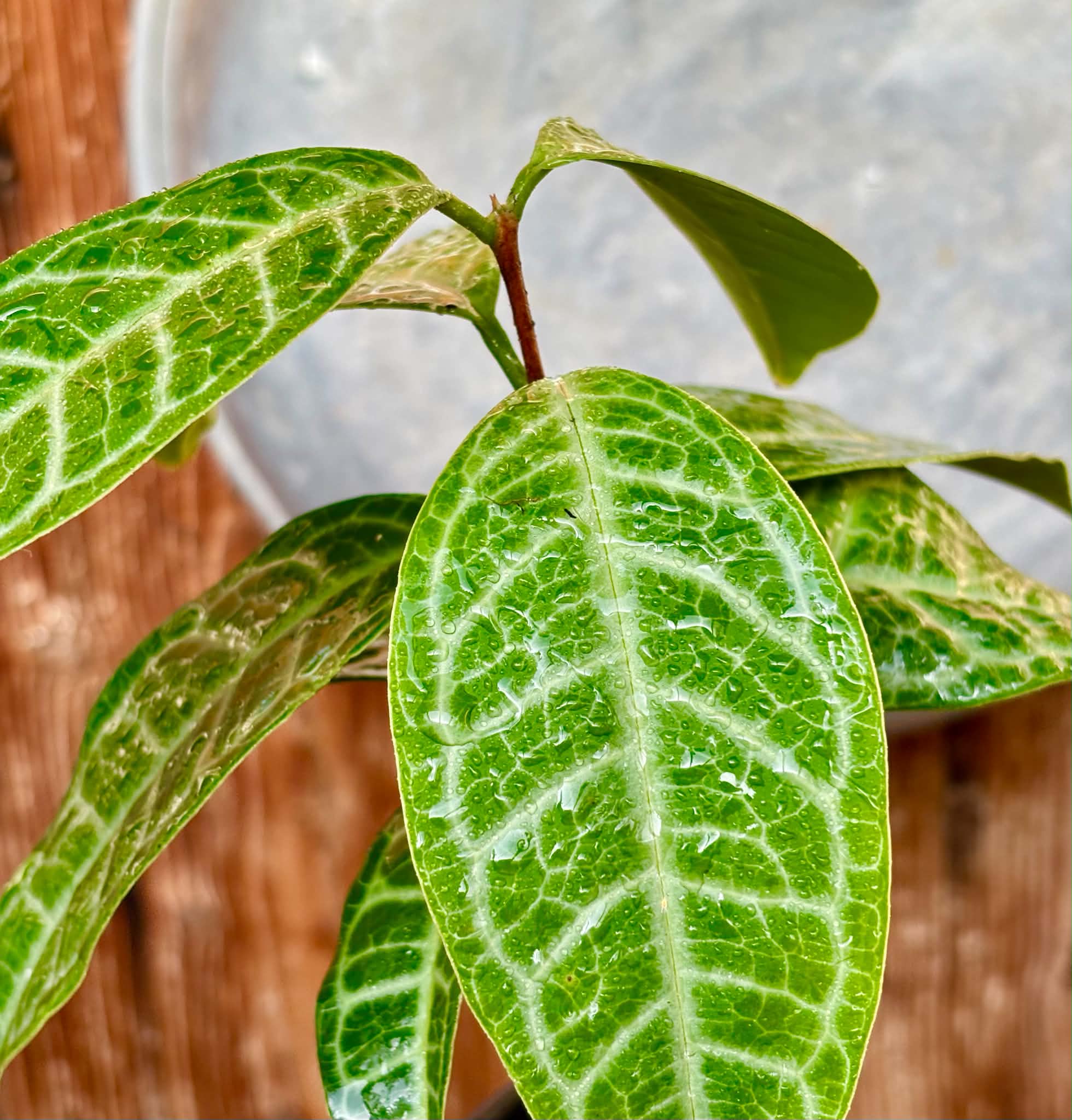 Eugenia sp Labisia -  1 potted plant / 1 getopfte Pflanze