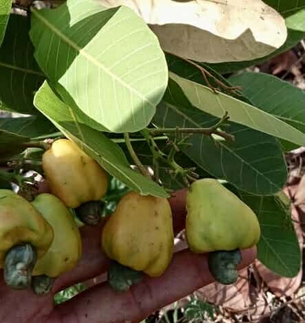Cajuzinho - Anacardium humile - 2 fresh seeds / 2 frische Samen Cajuzinho - Anacardium humile - 2 fresh seeds / 2 frische Samen