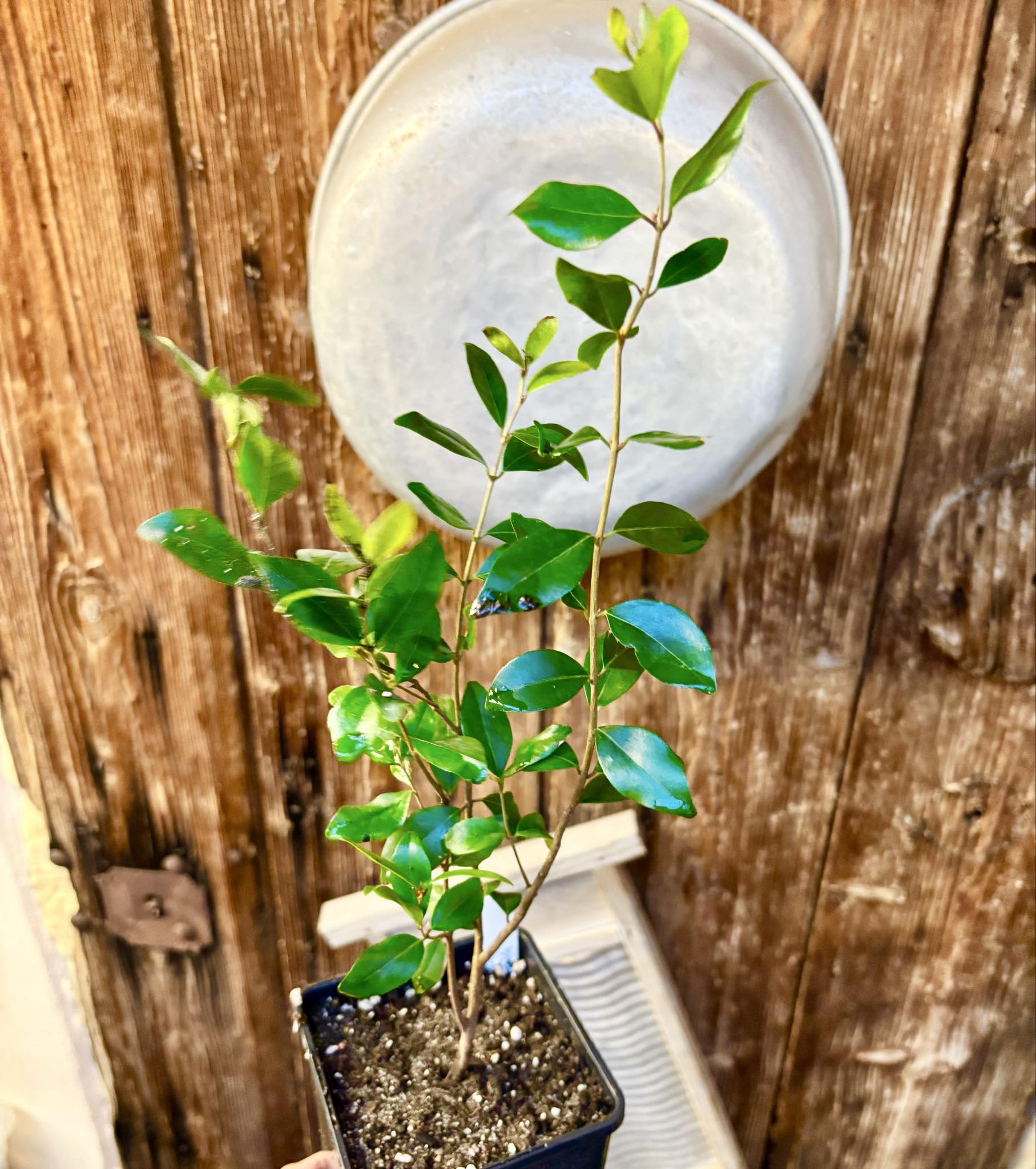  three years old - Eugenia repanda - 1 potted plant / 1 getopfte Pflanze