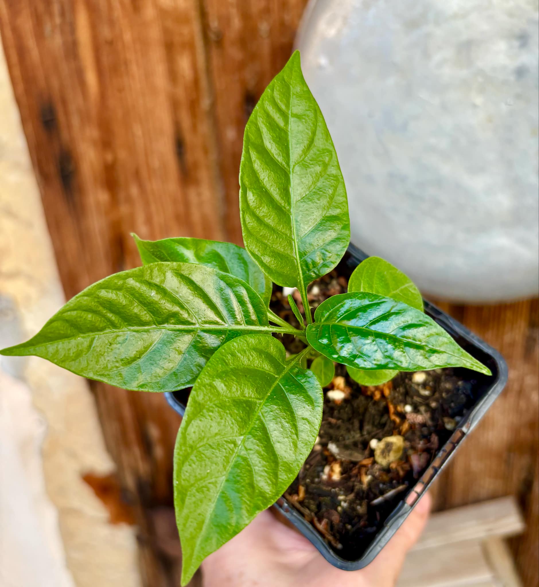 Moonberry - Solanum alternatopinnatum - 1 potted plant / 1 getopfte Pflanze