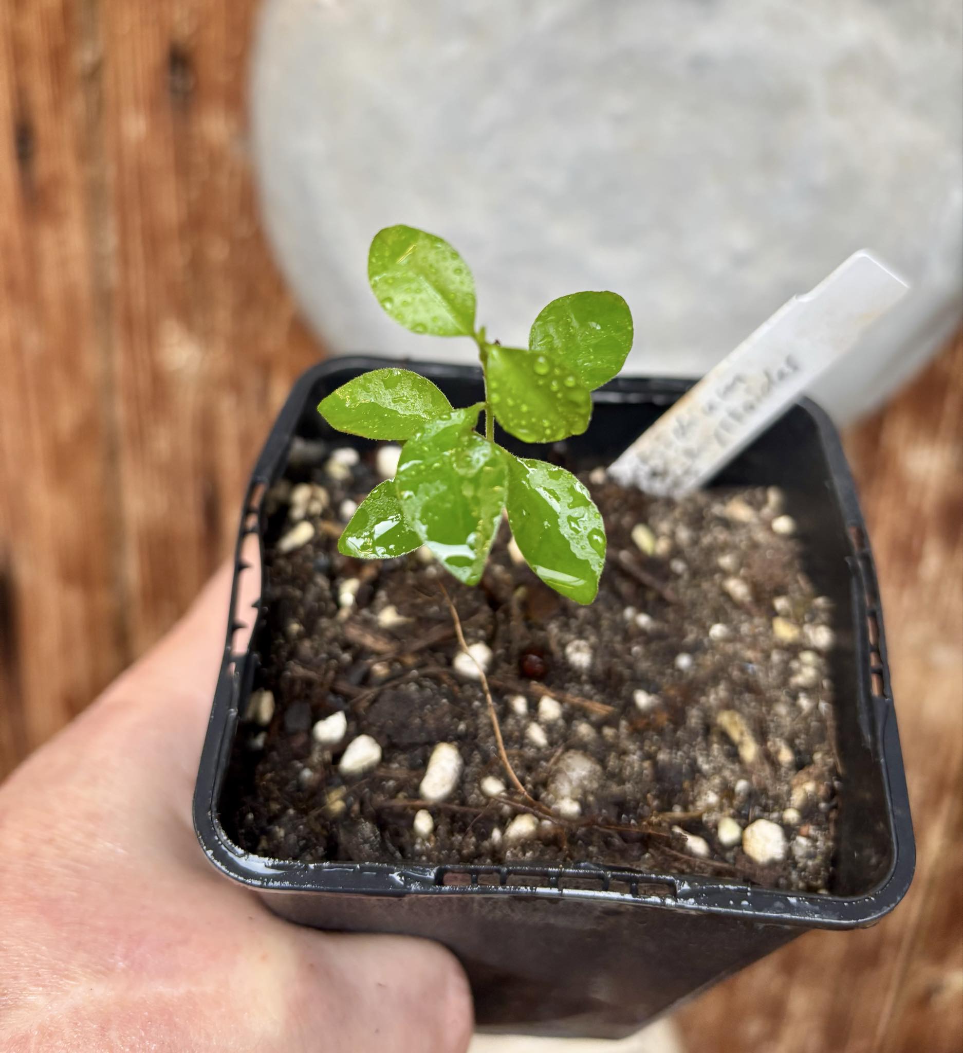 Purple Forest Guave - Psidium myrtoides  - 1 small potted seedling / 1 kleiner, getopfter Sämling