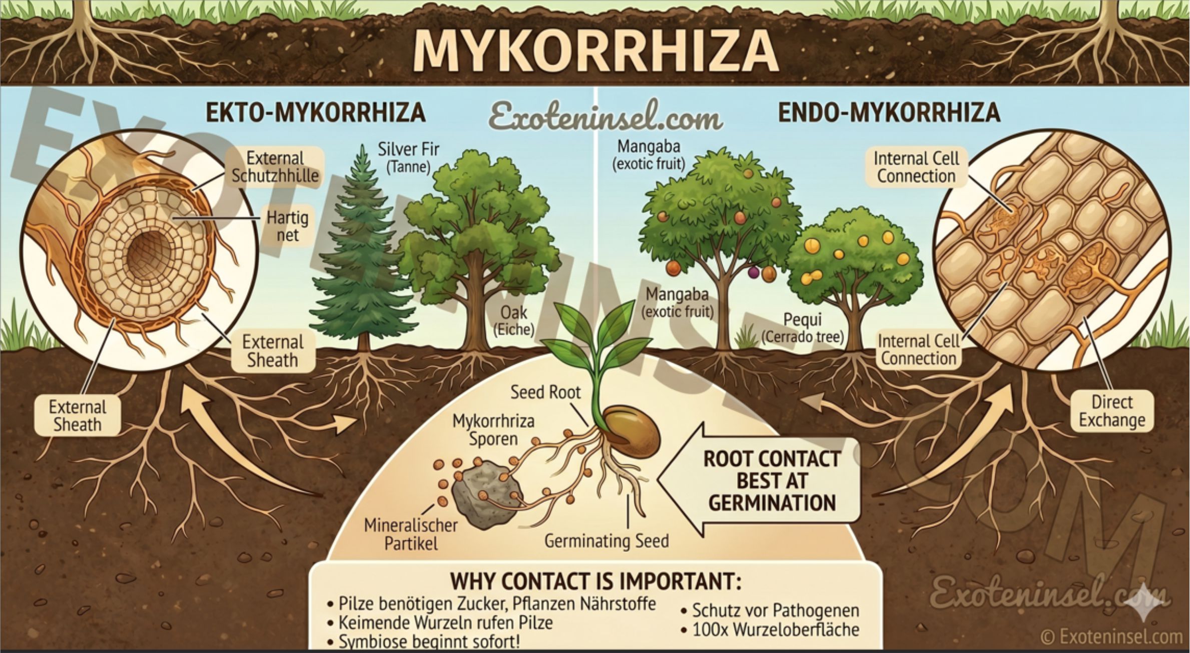 "Ready to Germinate Myko Booster" Box - Keimbox mit Endomykorrhiza