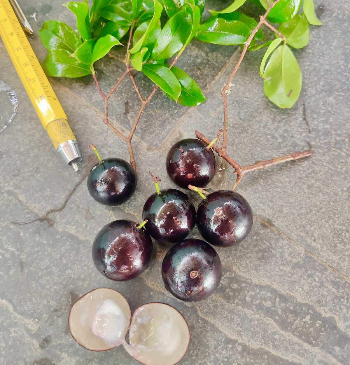 Plinia sp. de Talo - 1 fresh seed / 1 frischer Samen