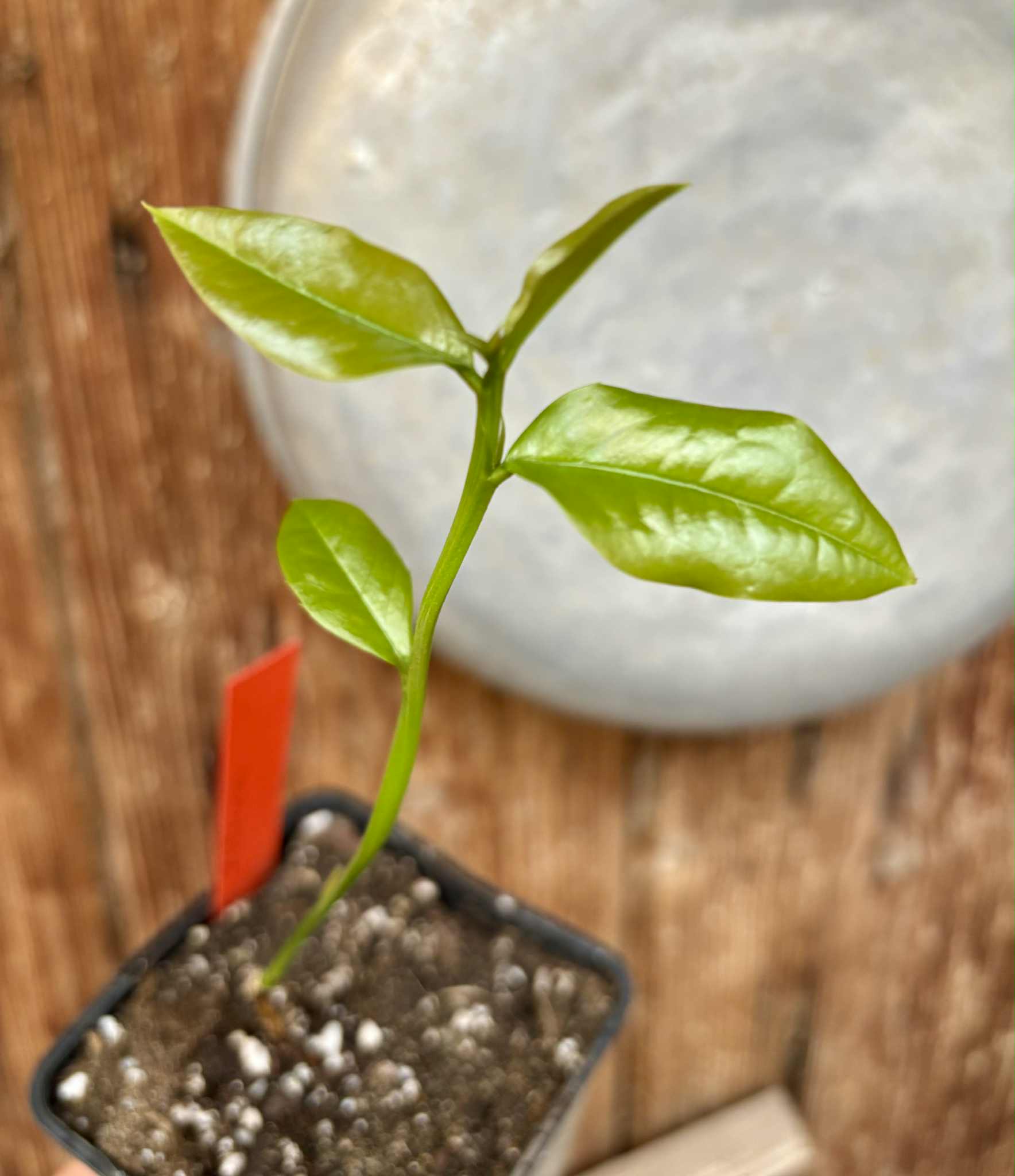 Zollernia ilicifolia - 1 potted seedling / 1 getopfter Sämling