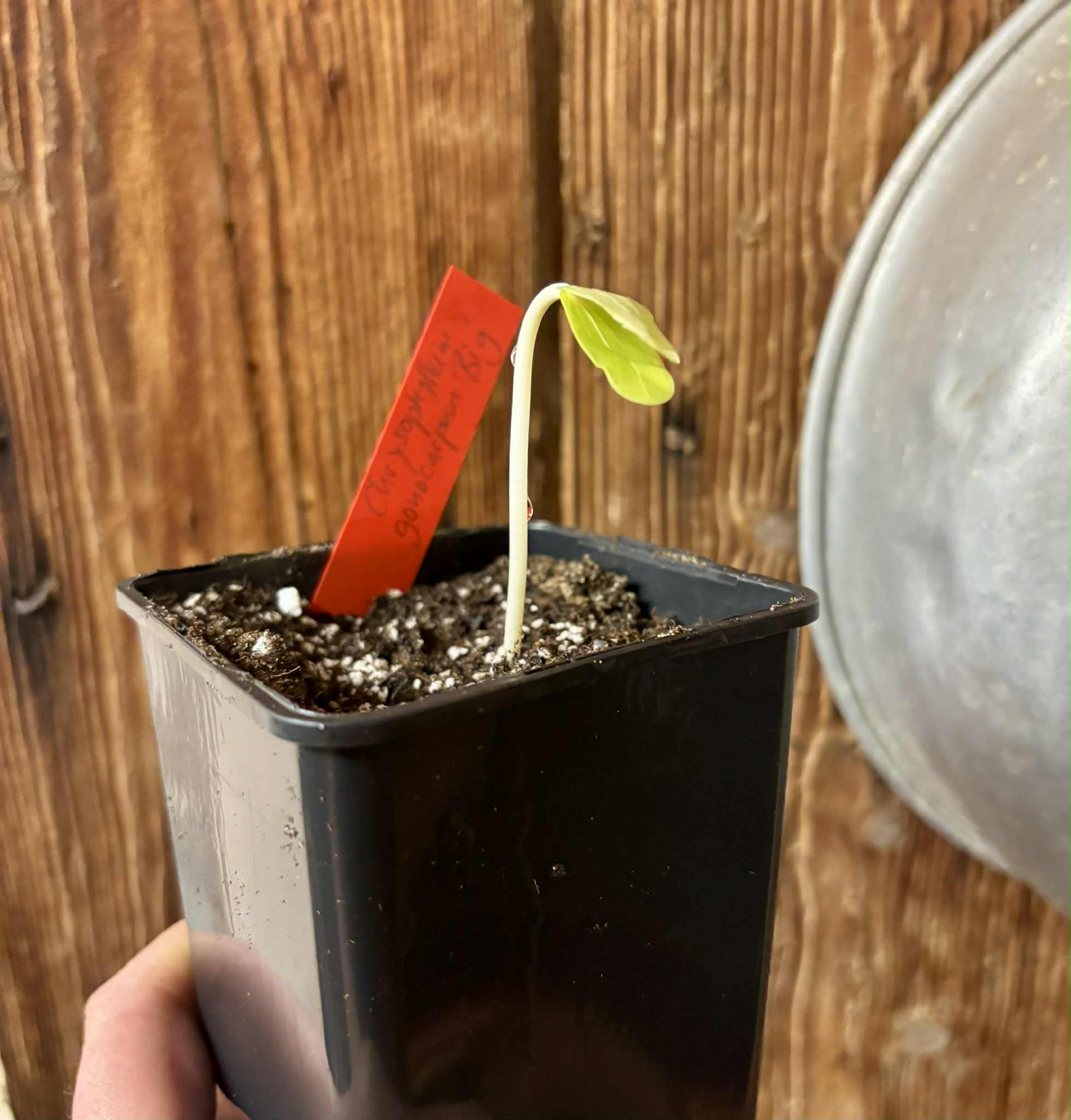 Chrysophyllum gonocarpum var. BIG Itacare  -  1 potted seedling / 1 getopfter Sämling