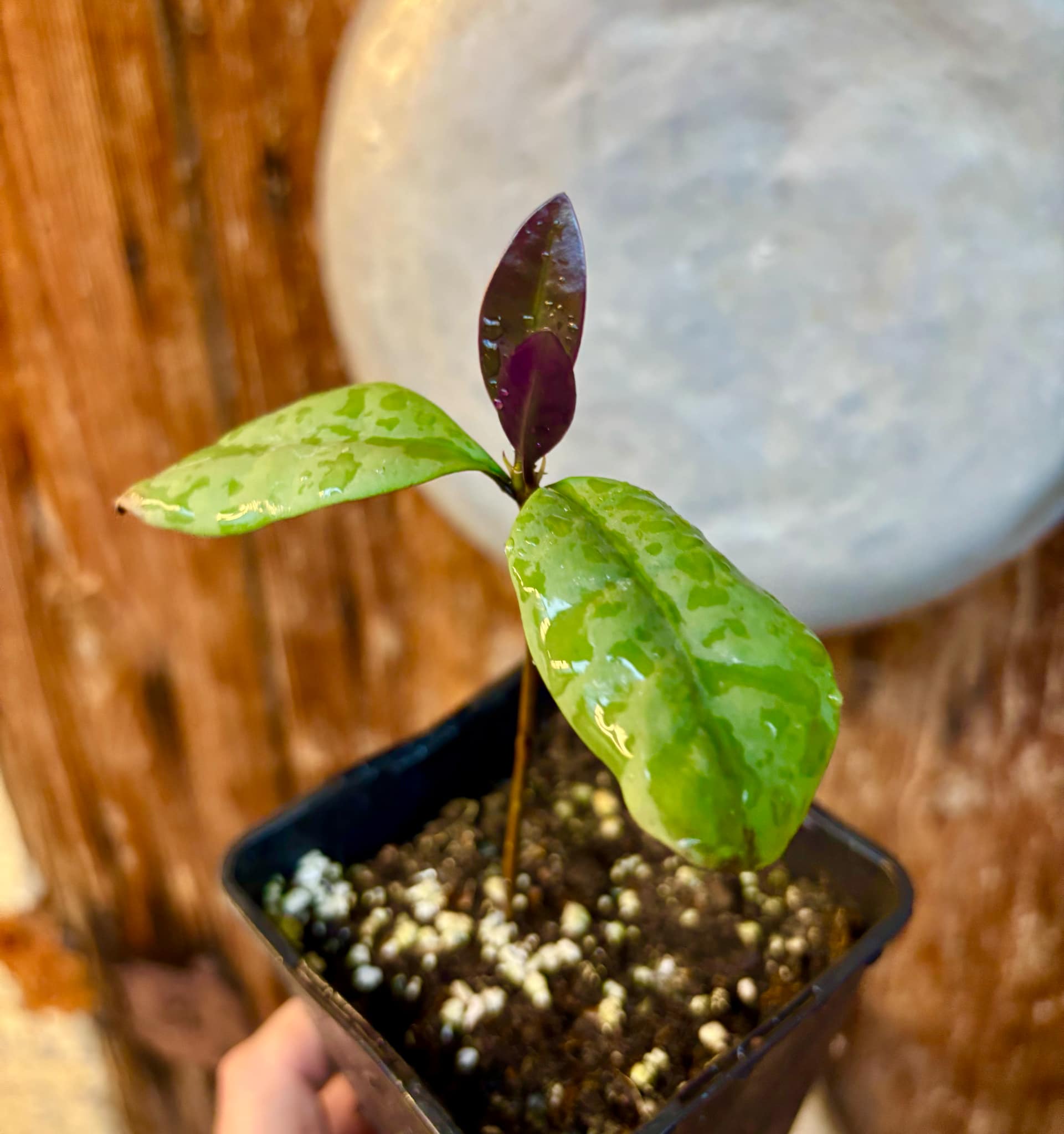 Eugenia sp Unana -  1 small potted seedling / 1 kleiner getopfter Sämling