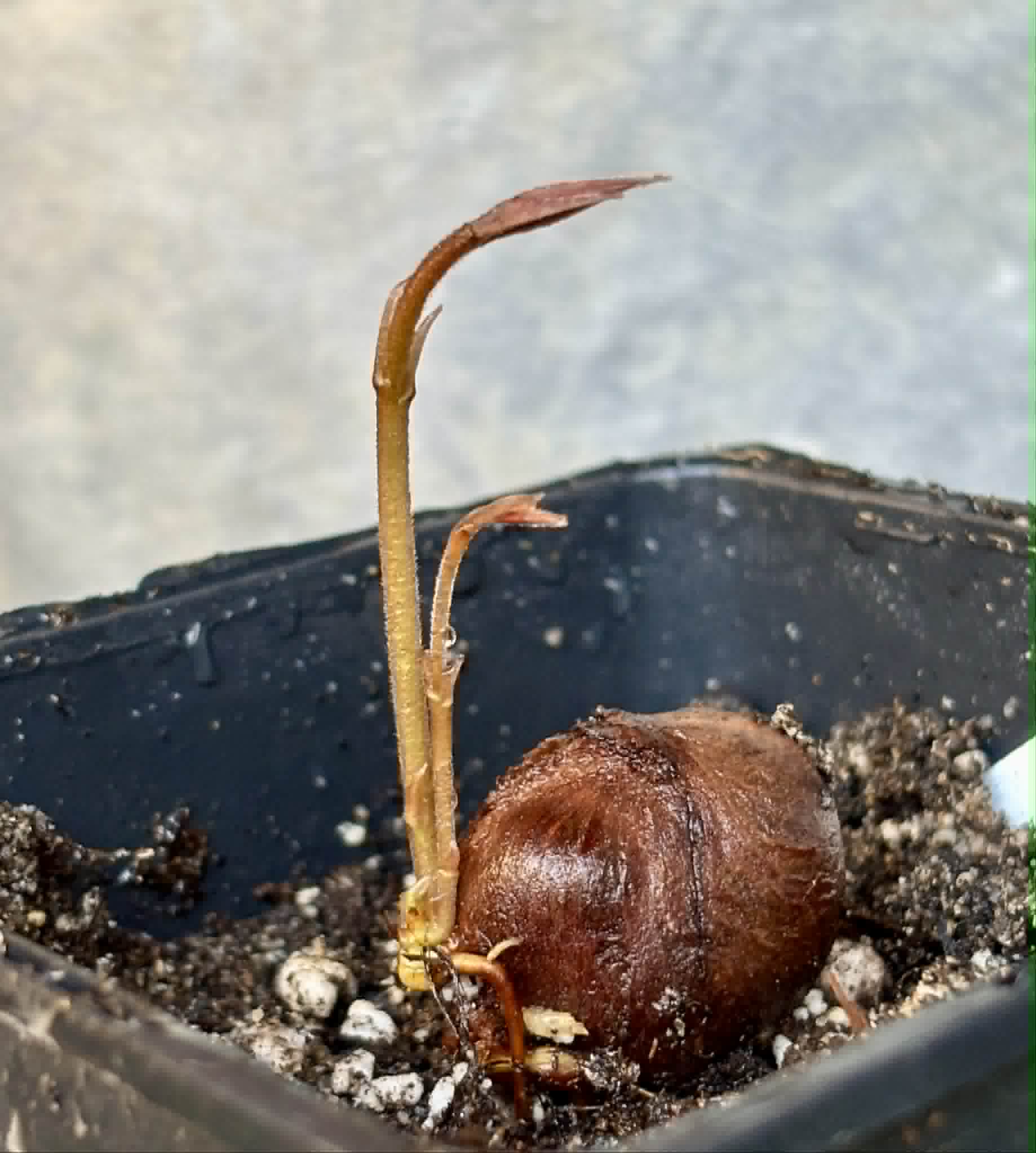 only 1 available - Campuca Imperial (Plinia edulis - Imperial) - 1 potted seedling / 1 getopfter Sämling