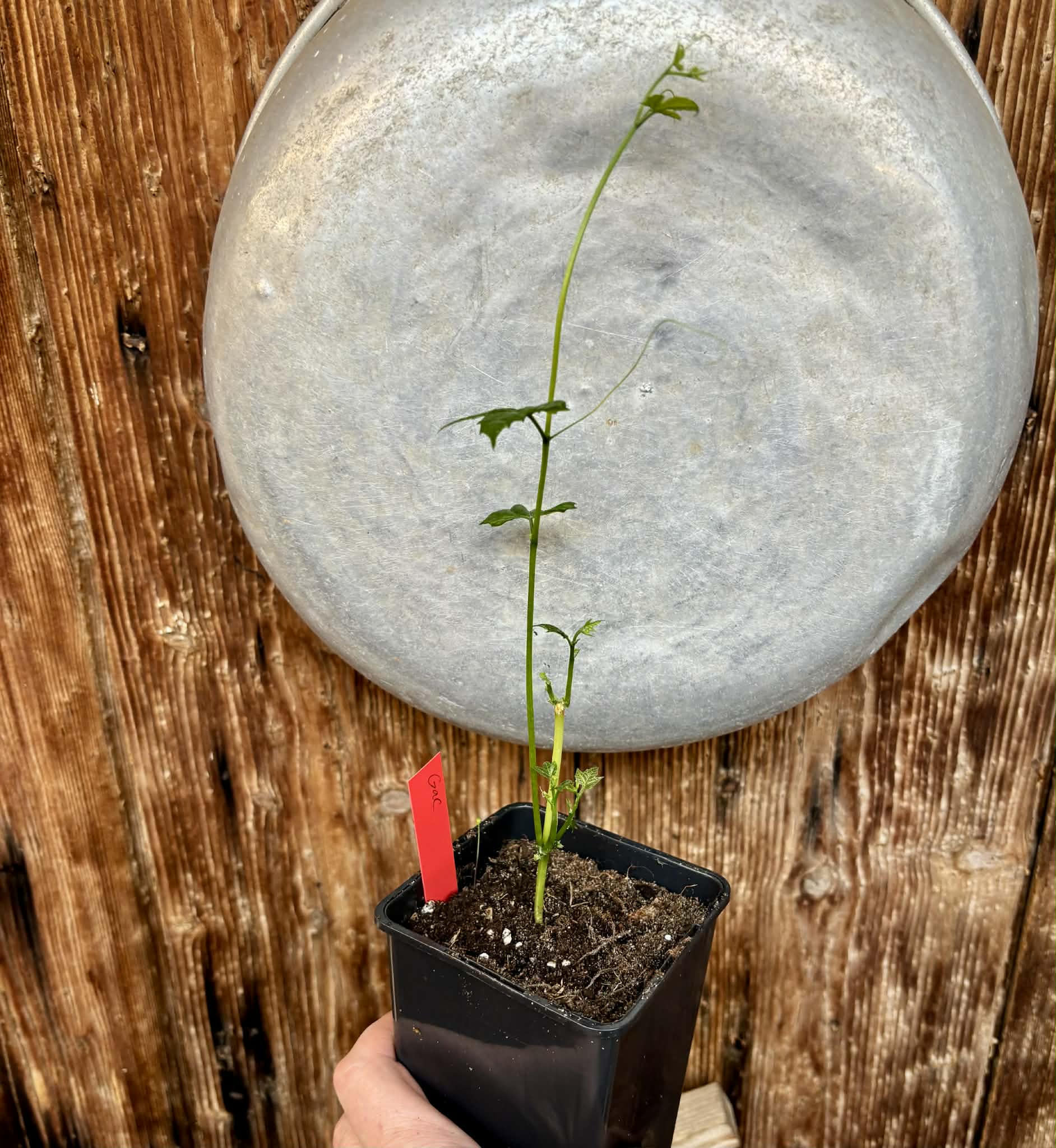 Momordica cochinchinensis - Gac fruit - 1 potted plant / 1 getopfte Pflanze